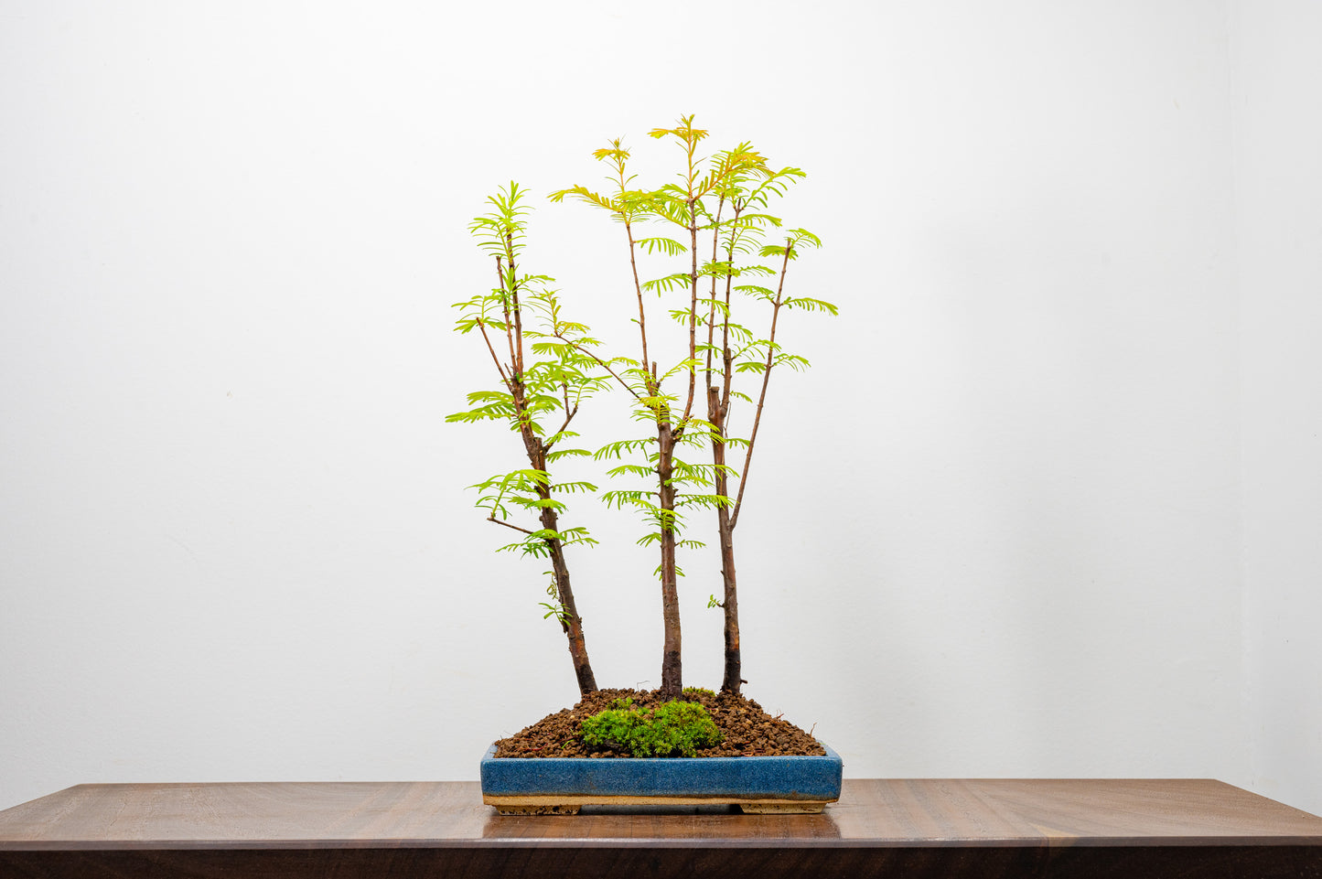 Dawn Redwood Bonsai 3 Tree Group