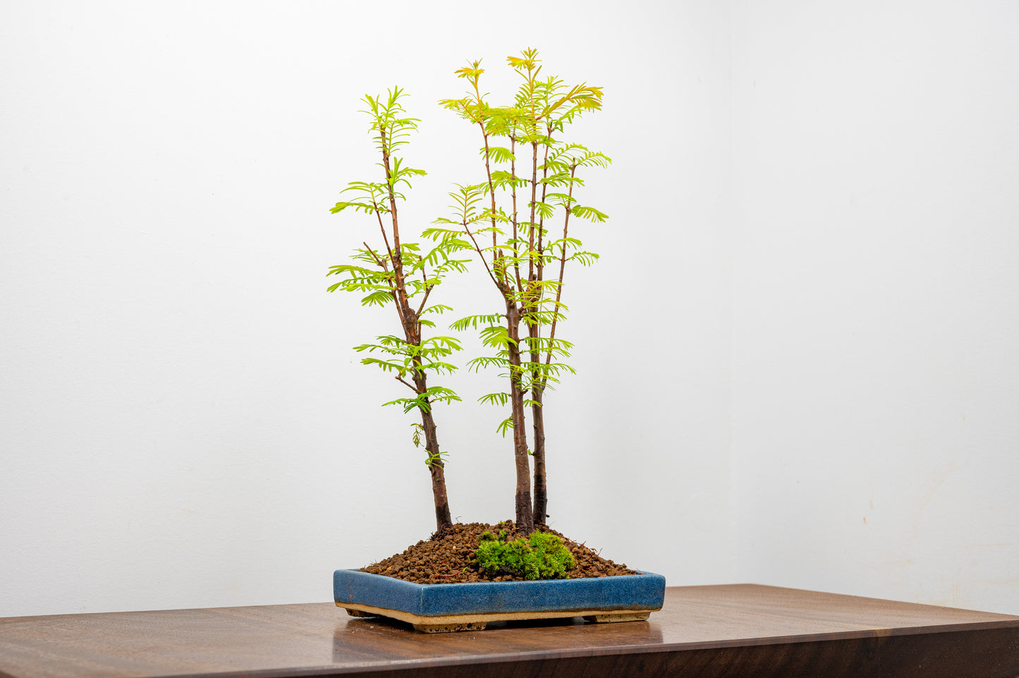 Dawn Redwood Bonsai 3 Tree Group