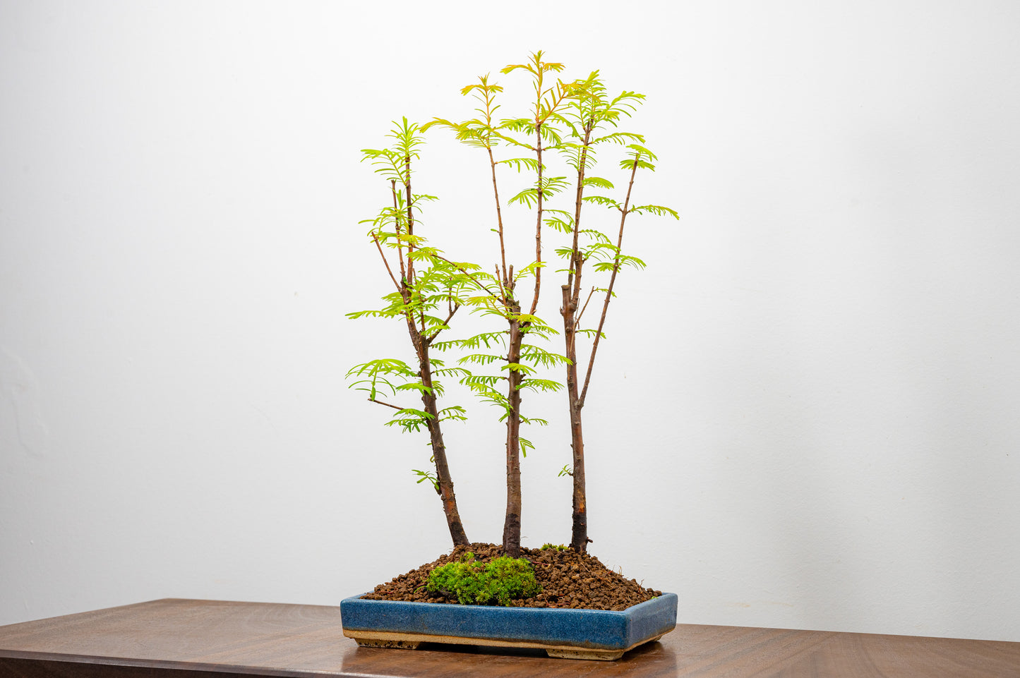 Dawn Redwood Bonsai 3 Tree Group