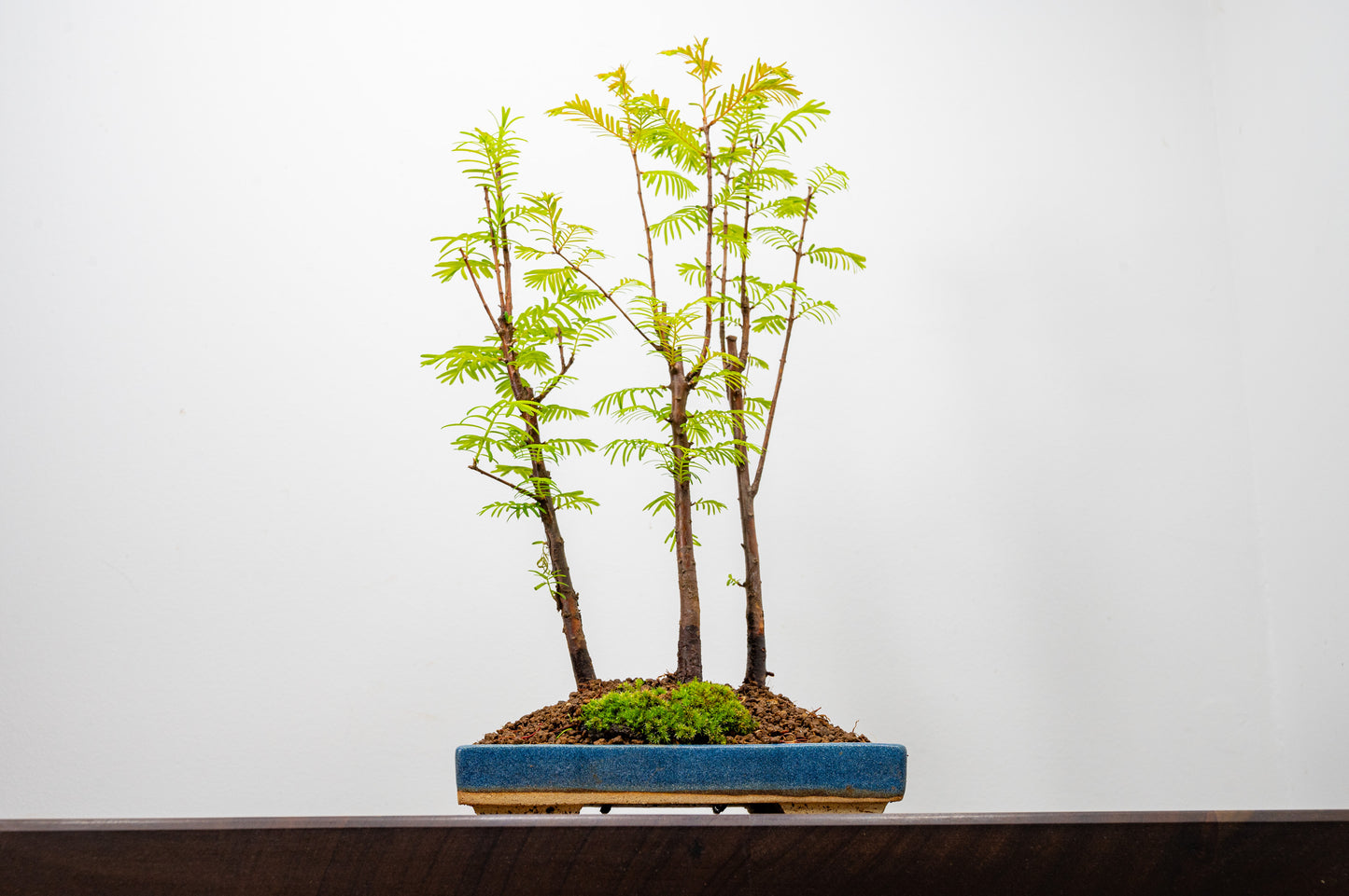 Dawn Redwood Bonsai 3 Tree Group