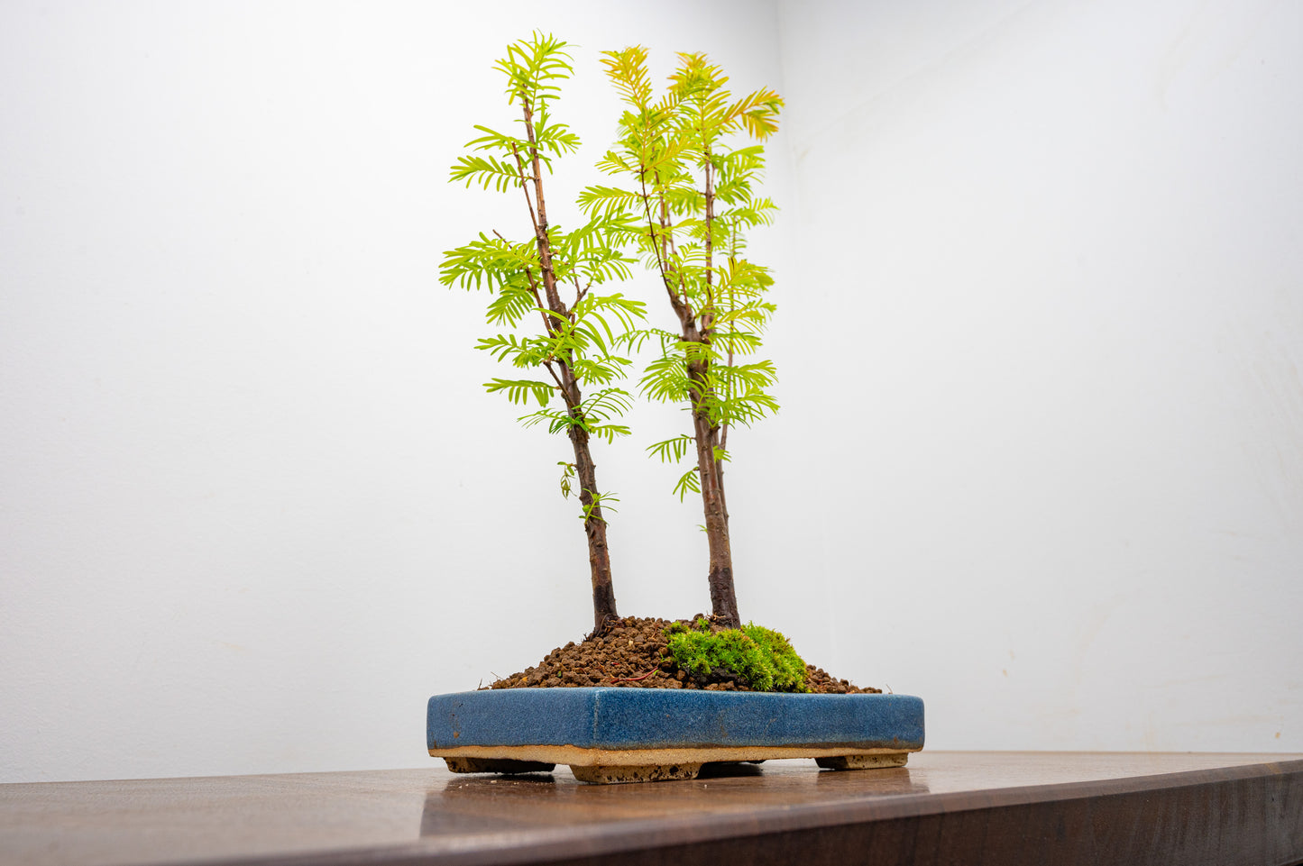 Dawn Redwood Bonsai 3 Tree Group