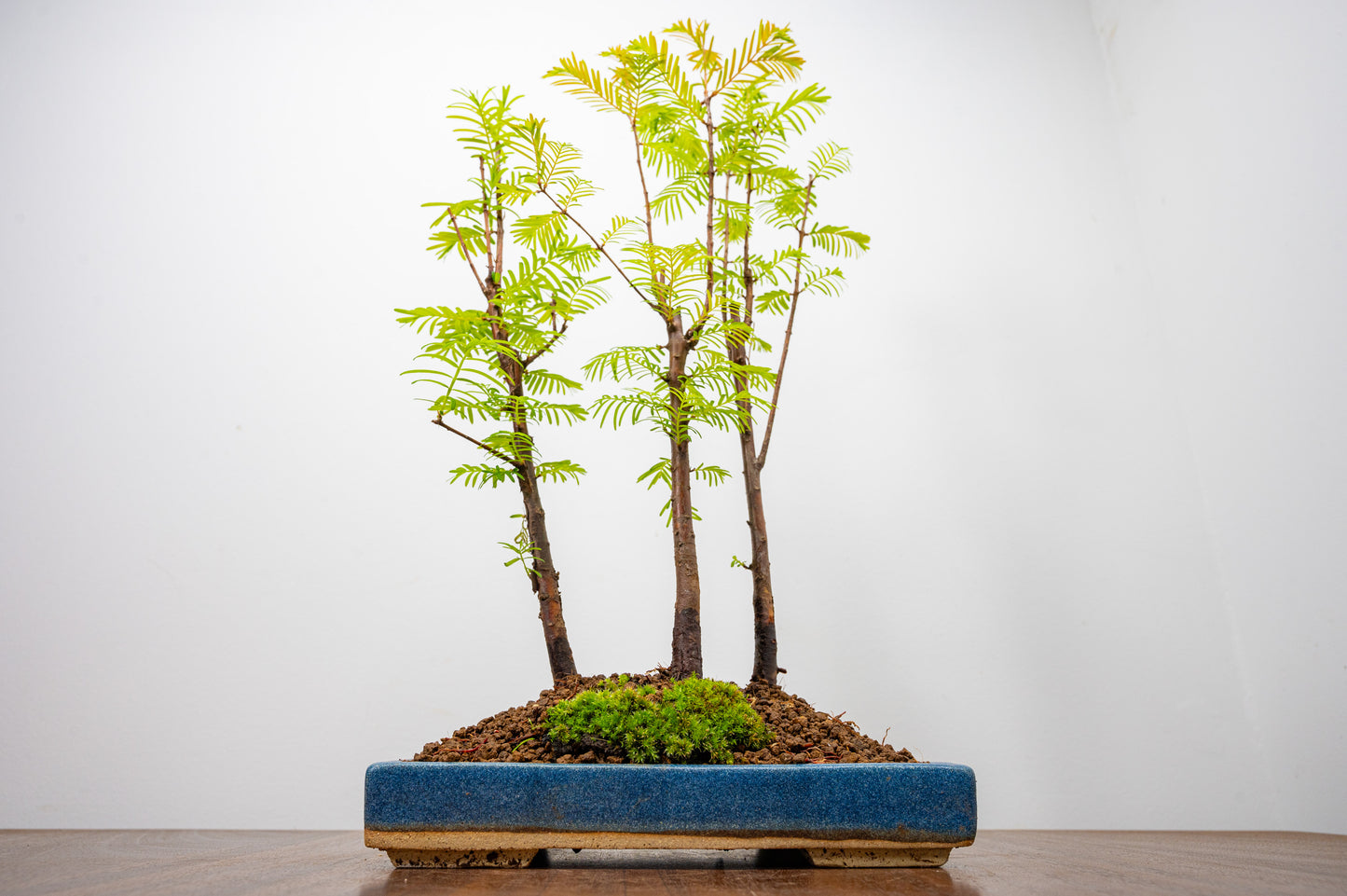 Dawn Redwood Bonsai 3 Tree Group