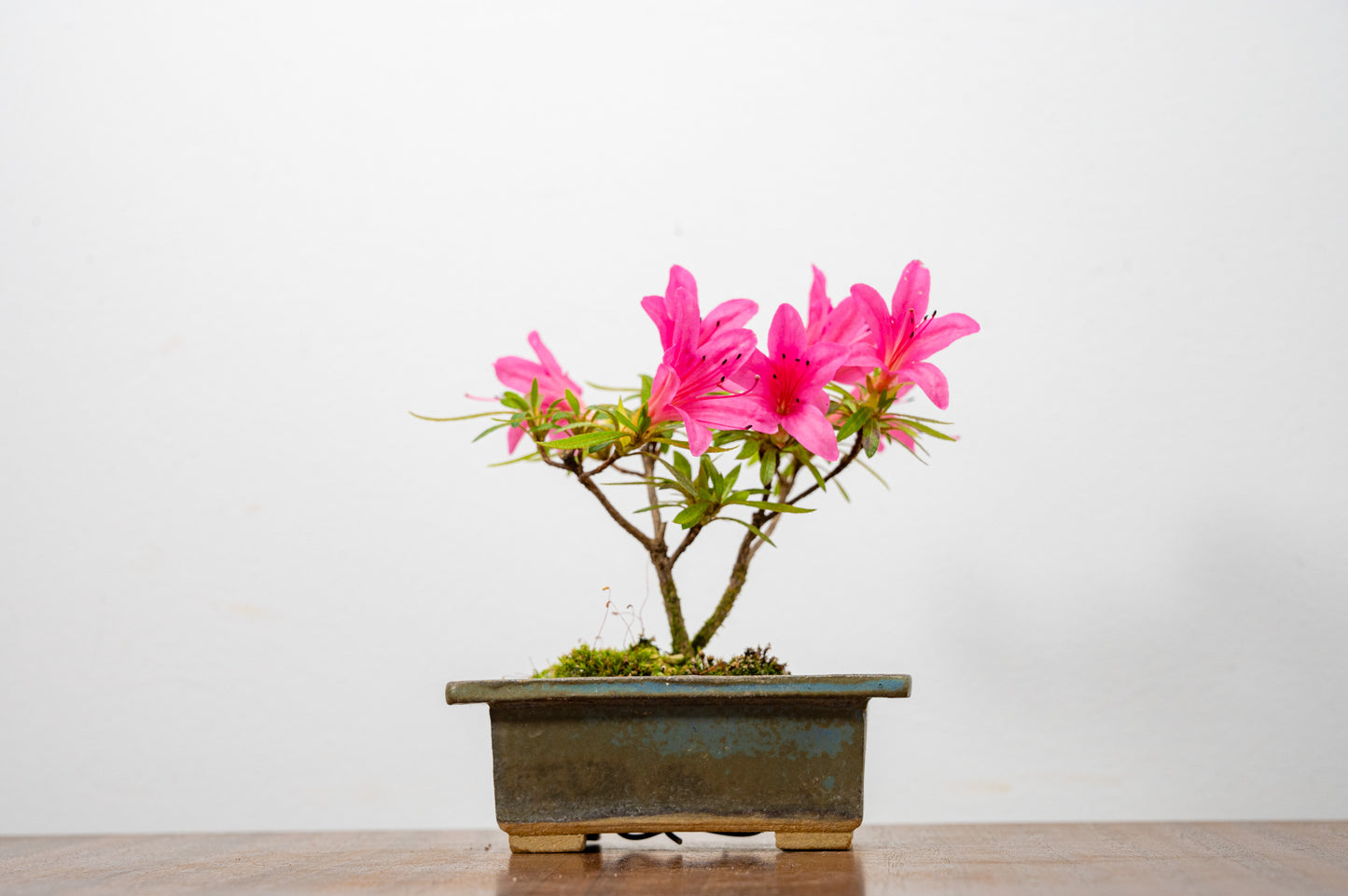 Satsuki Azalea Bonsai