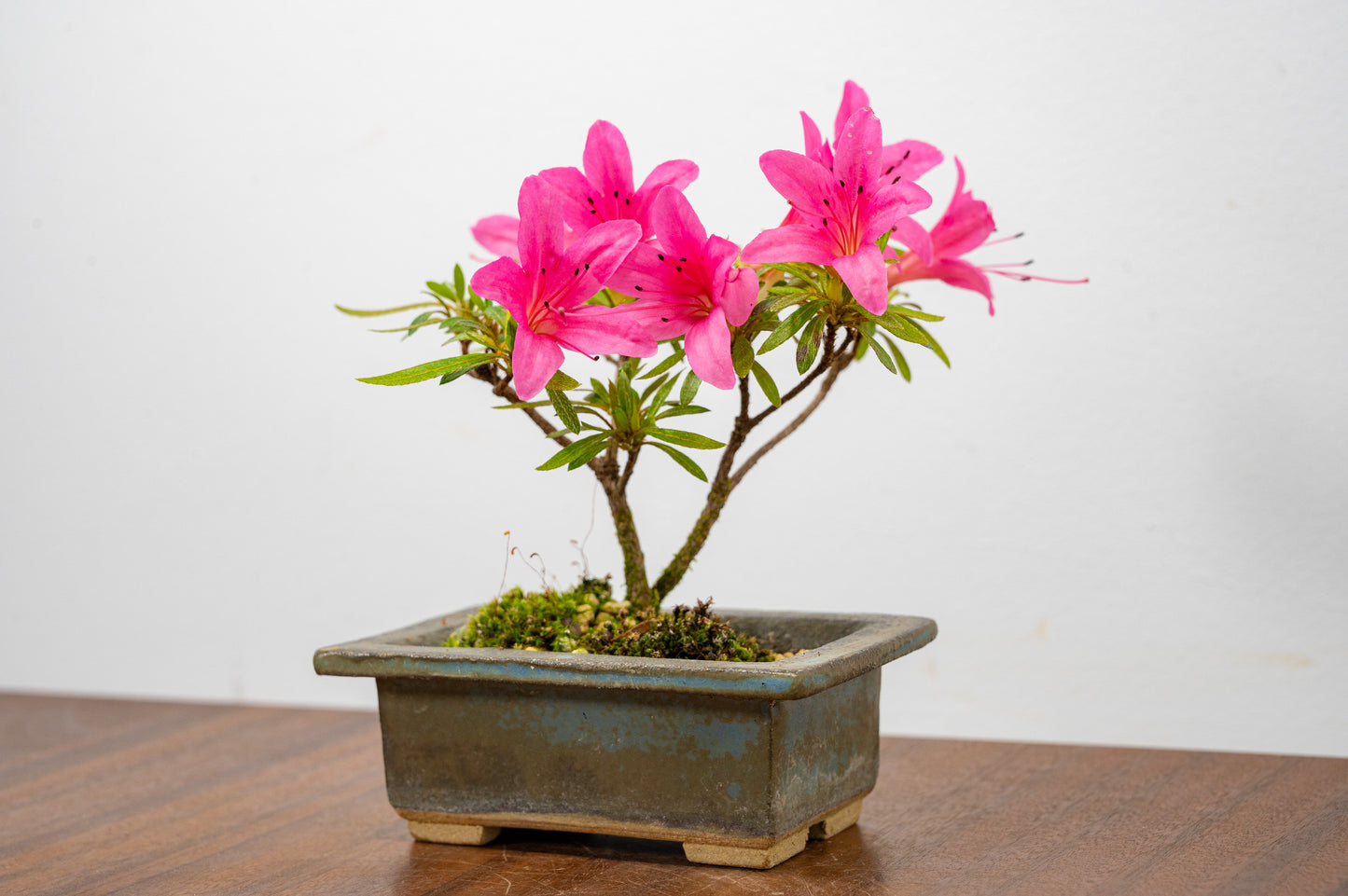 Satsuki Azalea Bonsai