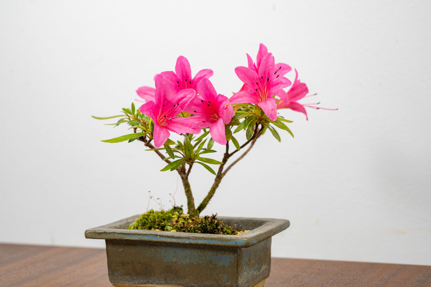 Satsuki Azalea Bonsai