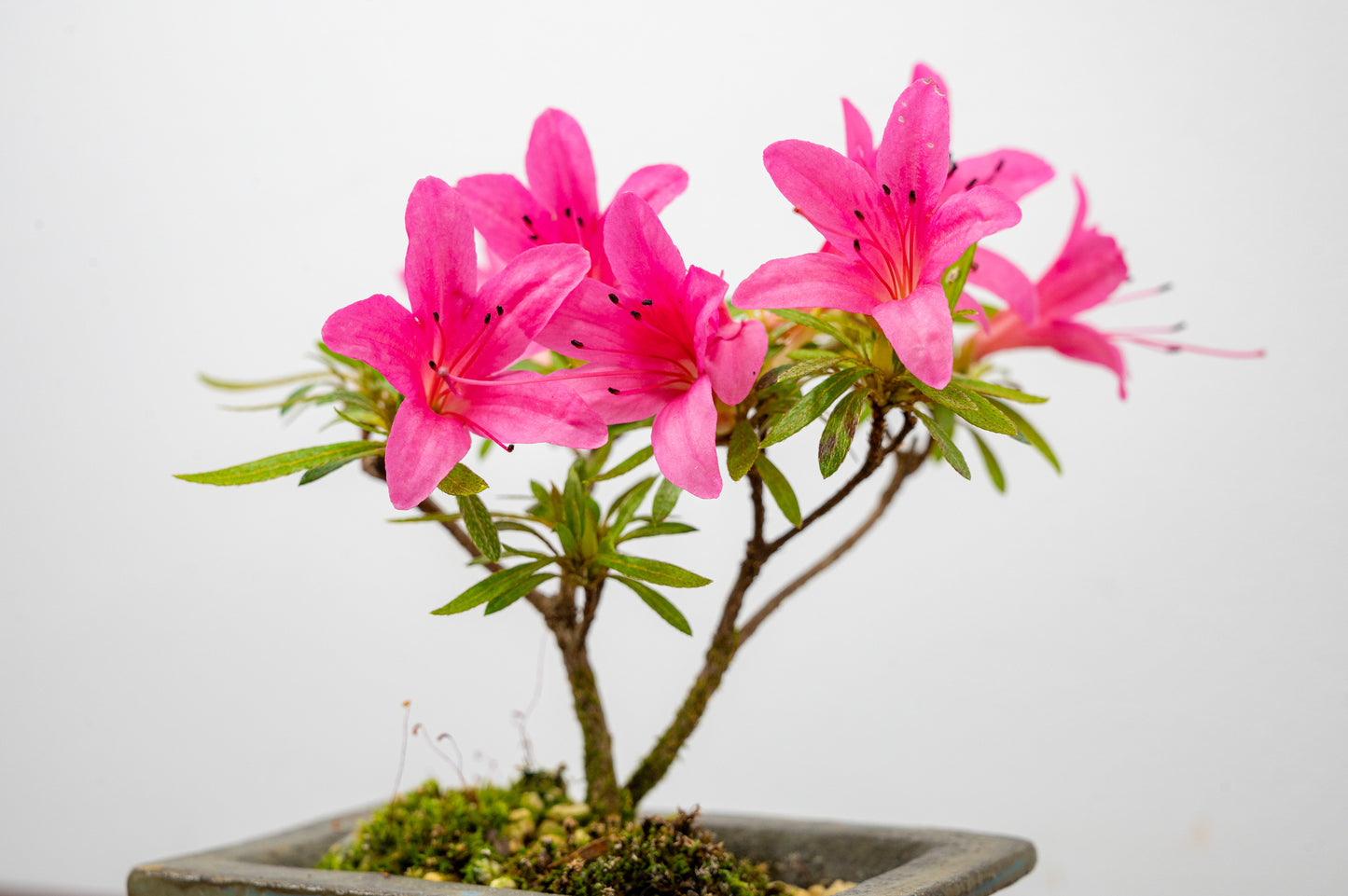 Satsuki Azalea Bonsai