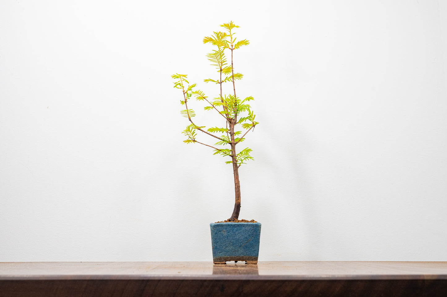 Dawn Redwood Bonsai Starter Tree