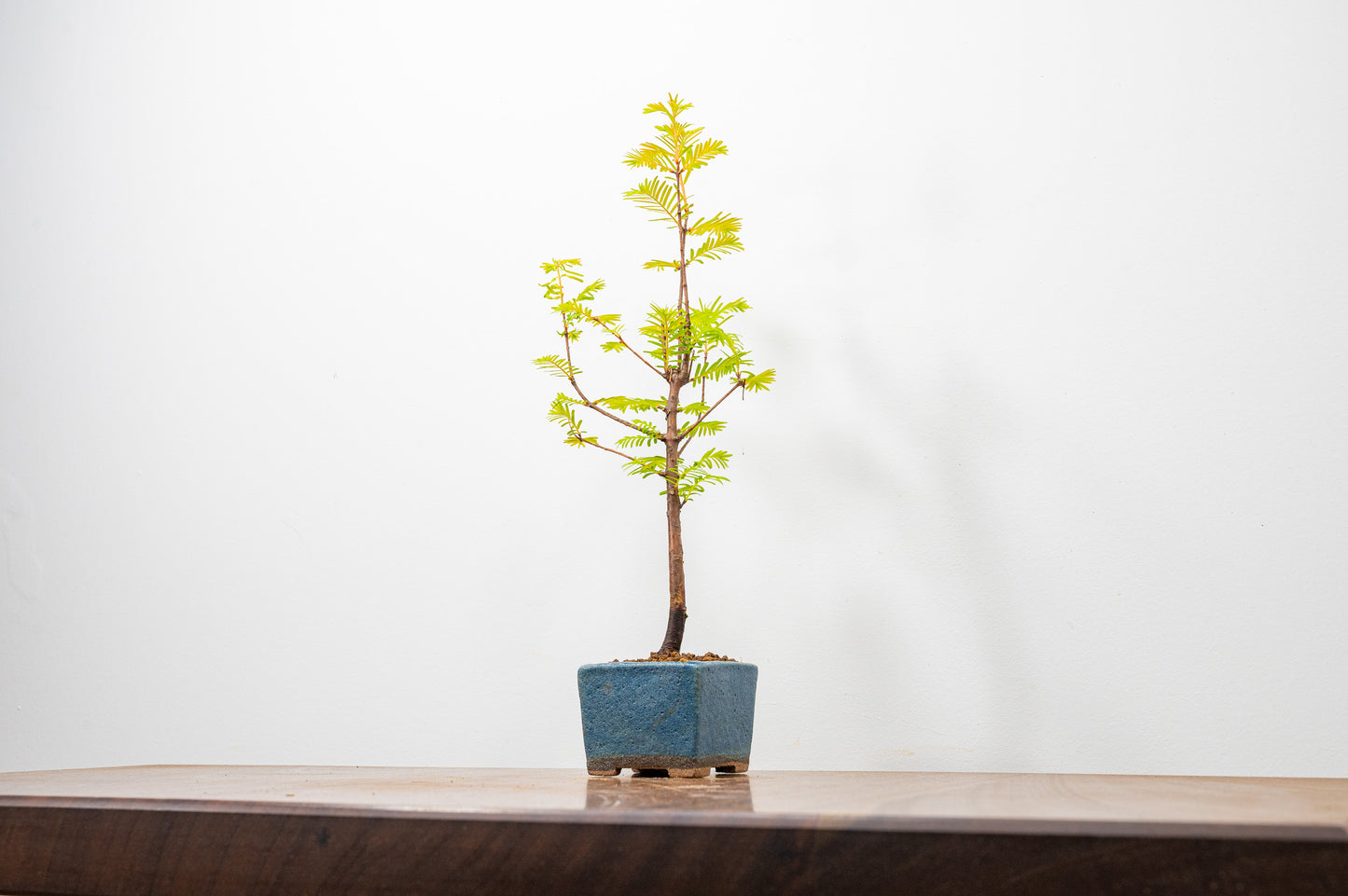 Dawn Redwood Bonsai Starter Tree