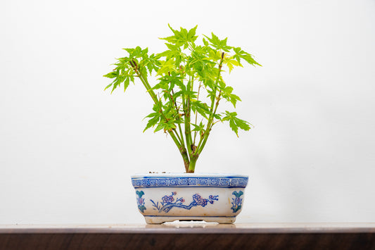 Japanese Maple Bonsai