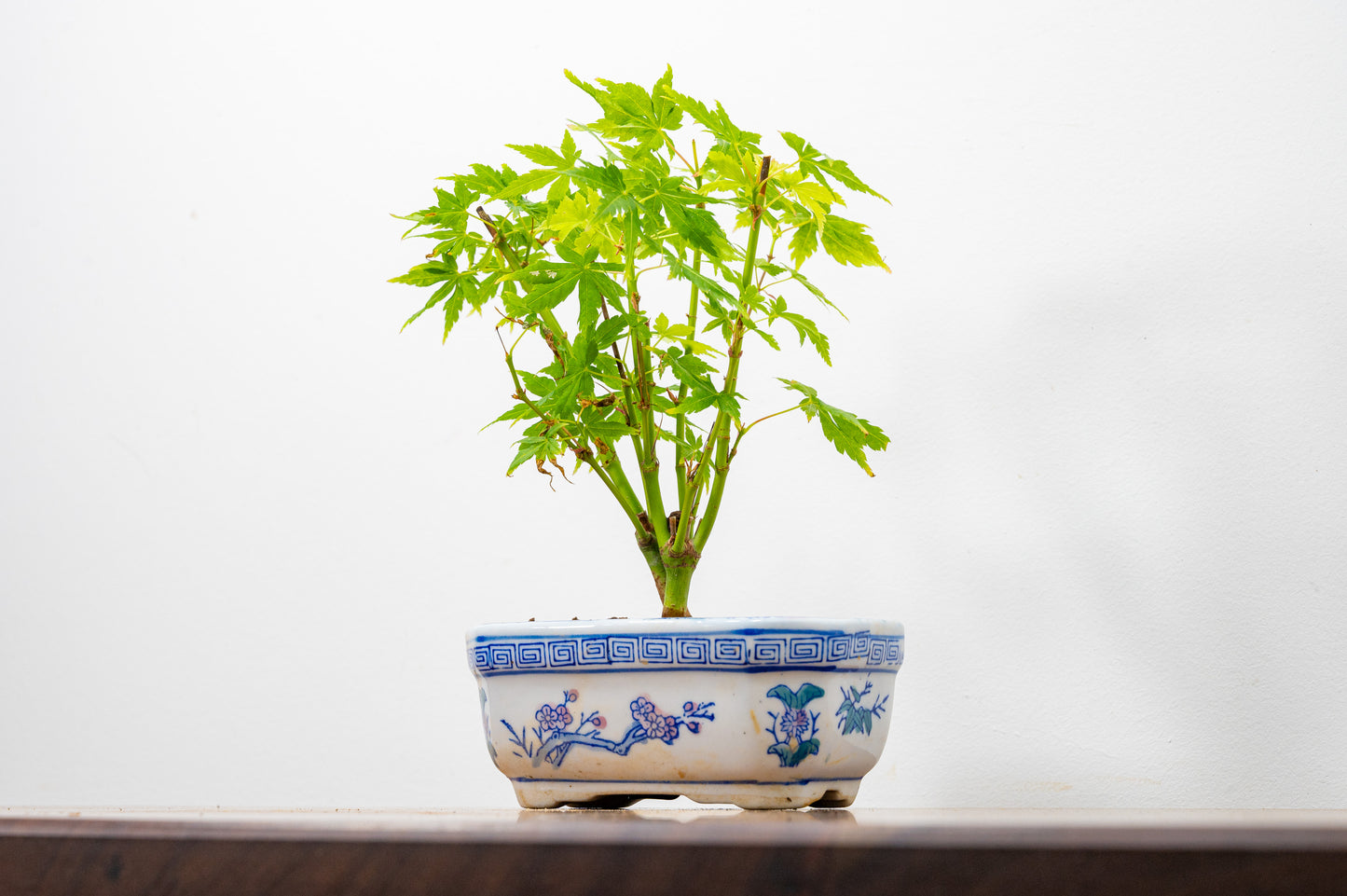 Japanese Maple Bonsai