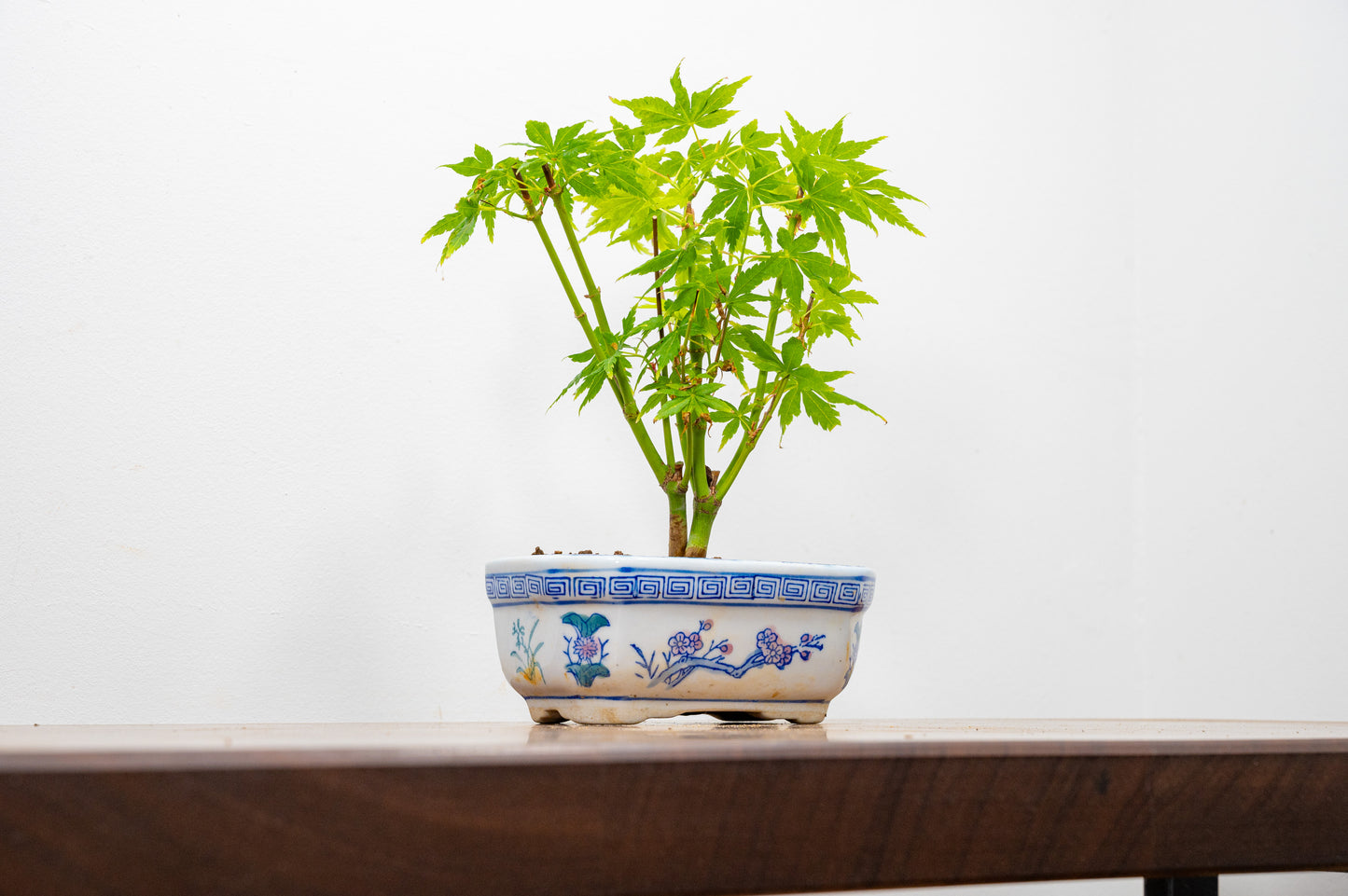 Japanese Maple Bonsai