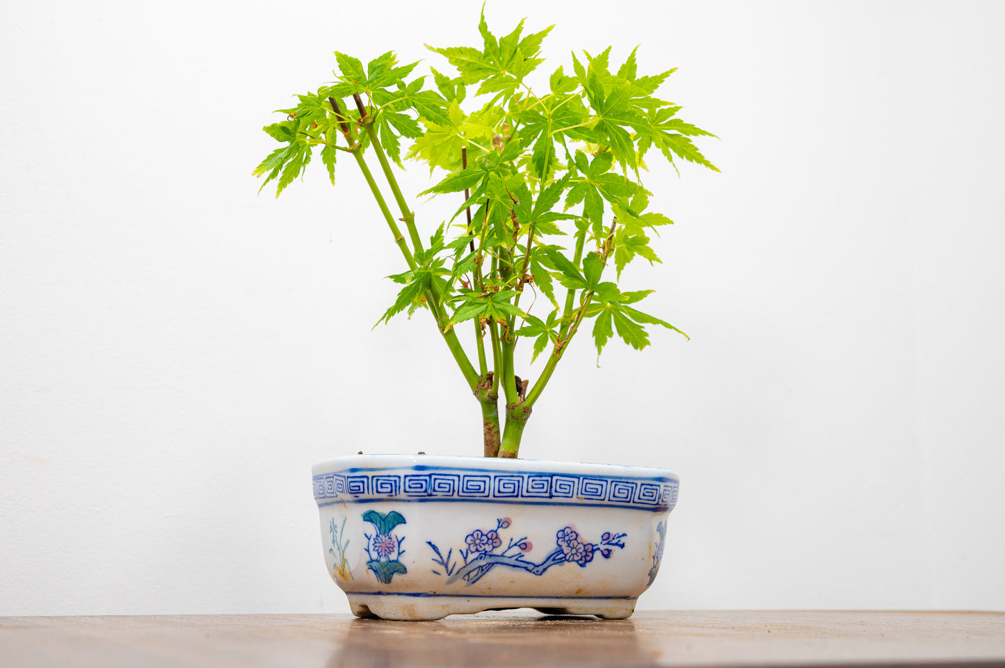 Japanese Maple Bonsai