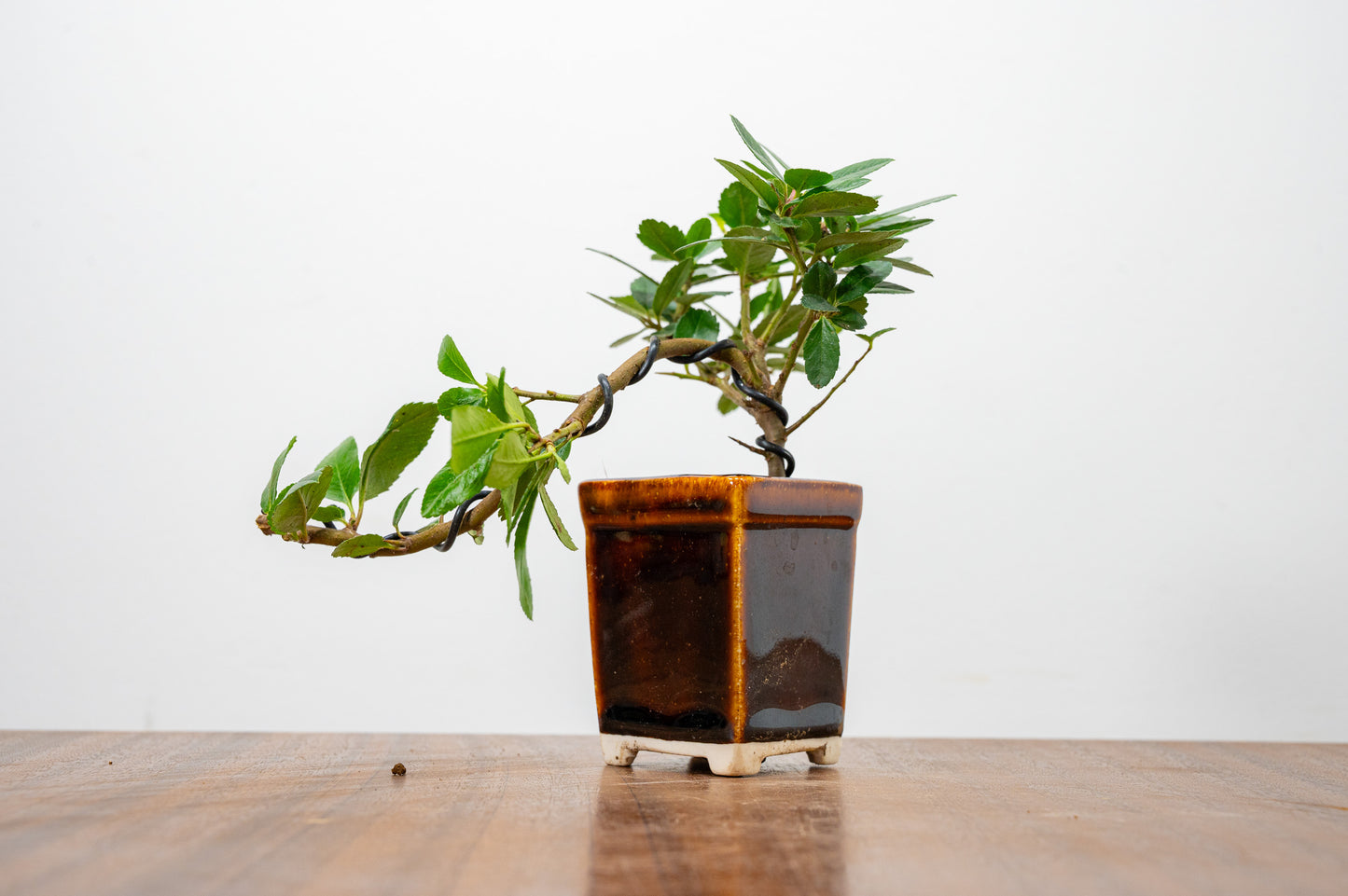 Pyracantha Bonsai Tree