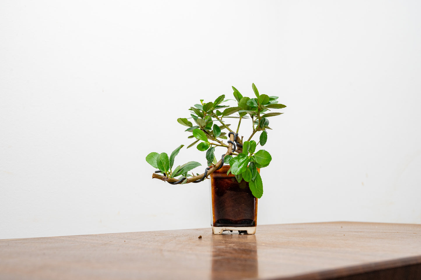 Pyracantha Bonsai Tree