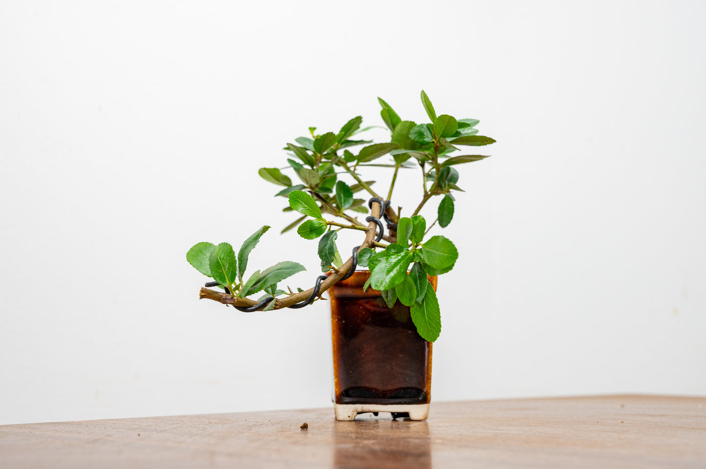 Pyracantha Bonsai Tree