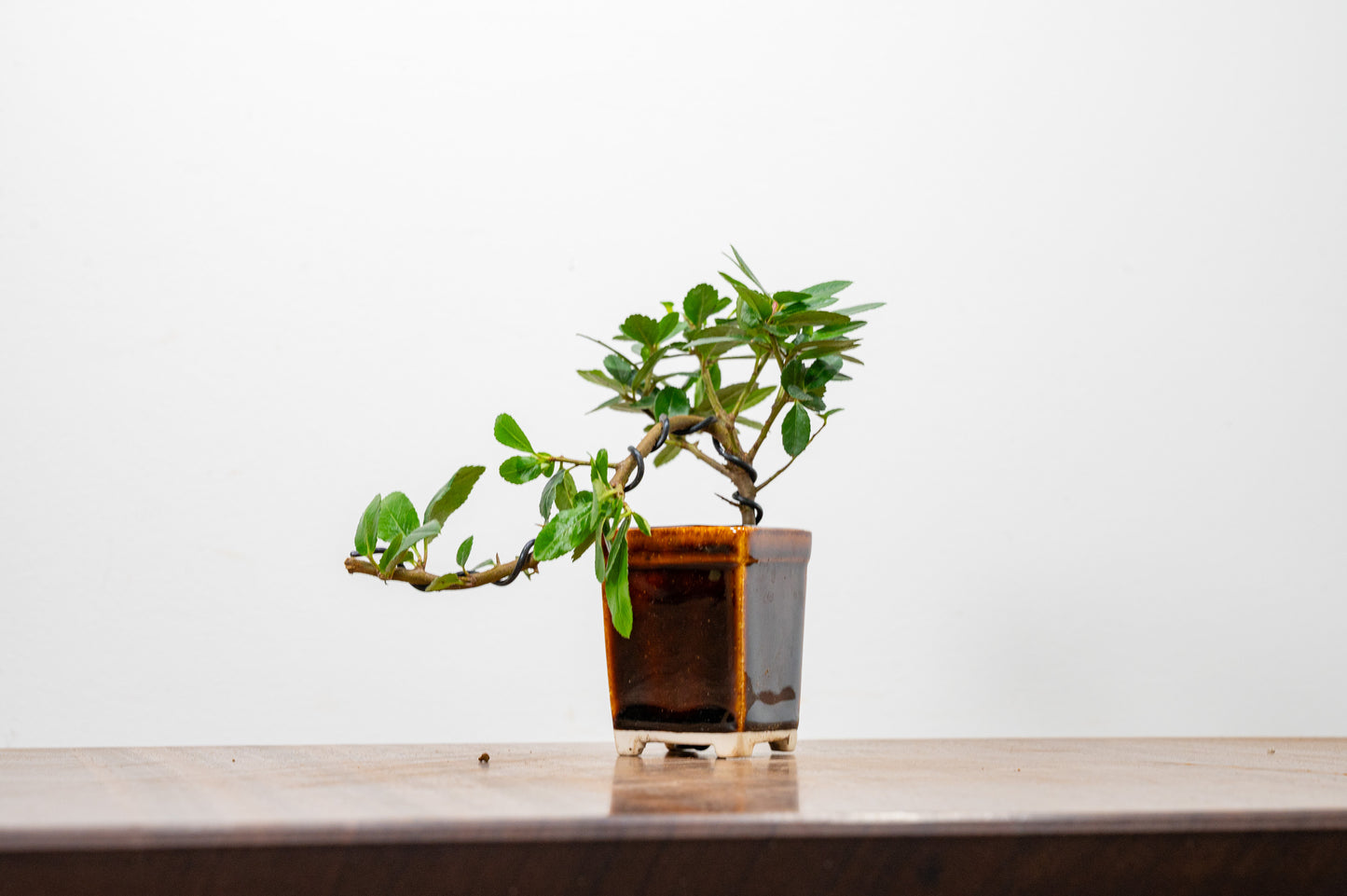 Pyracantha Bonsai Tree