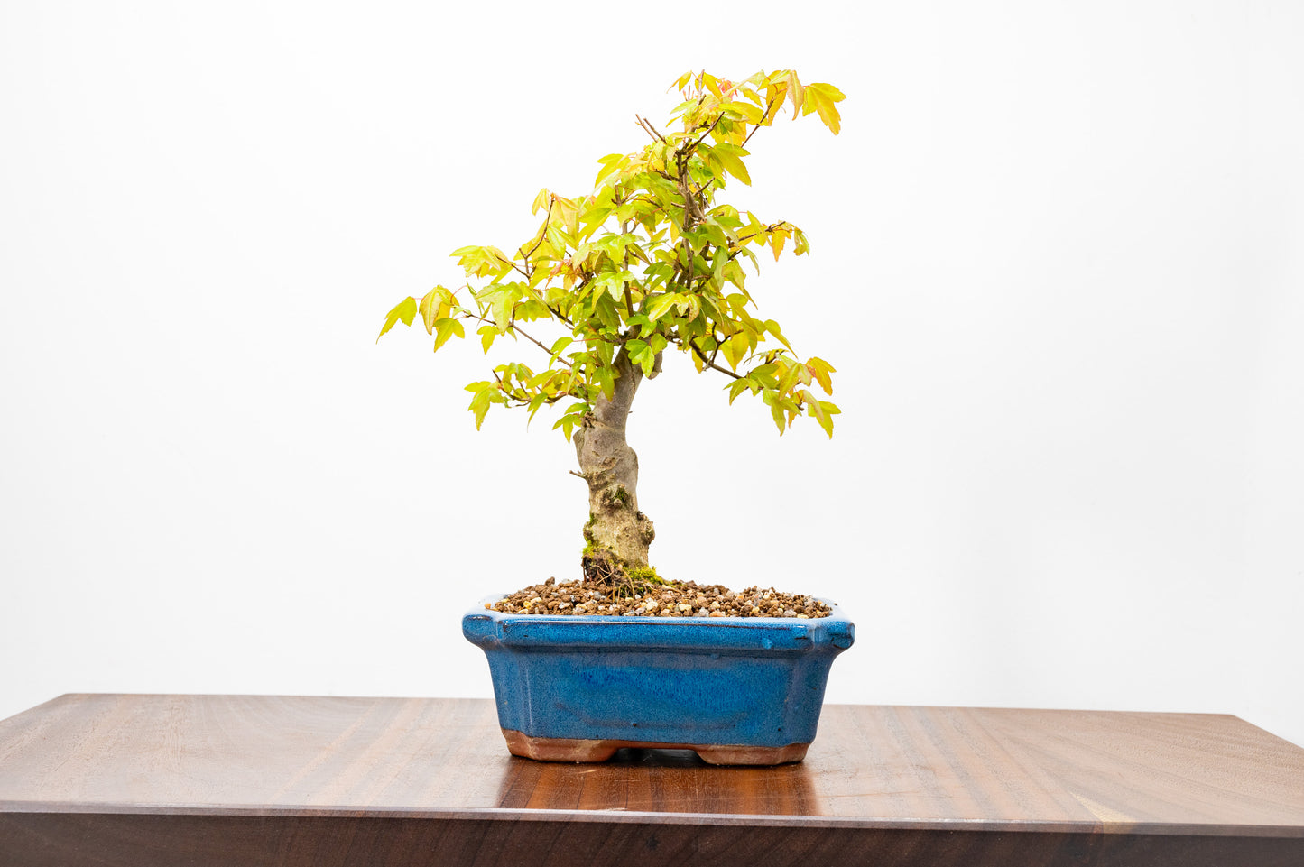 Trident Maple Bonsai