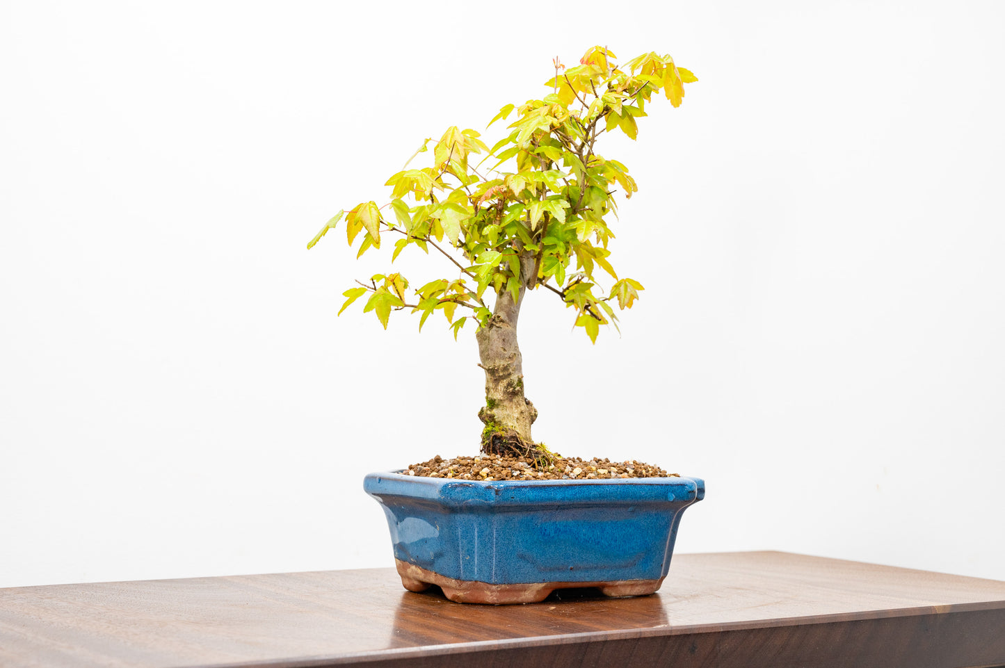 Trident Maple Bonsai