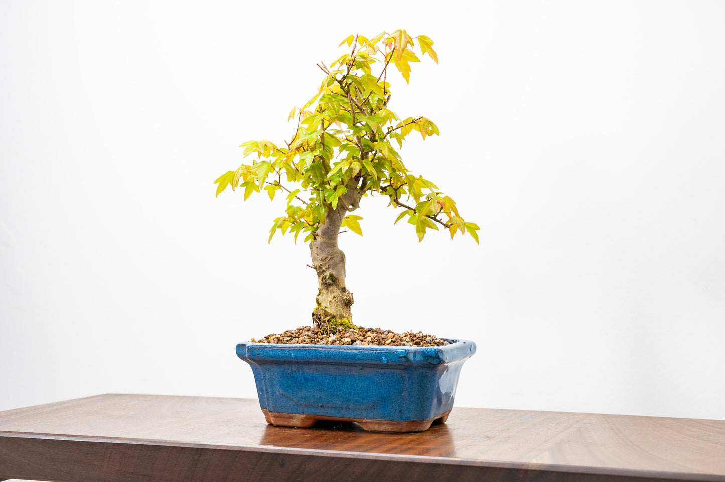 Trident Maple Bonsai