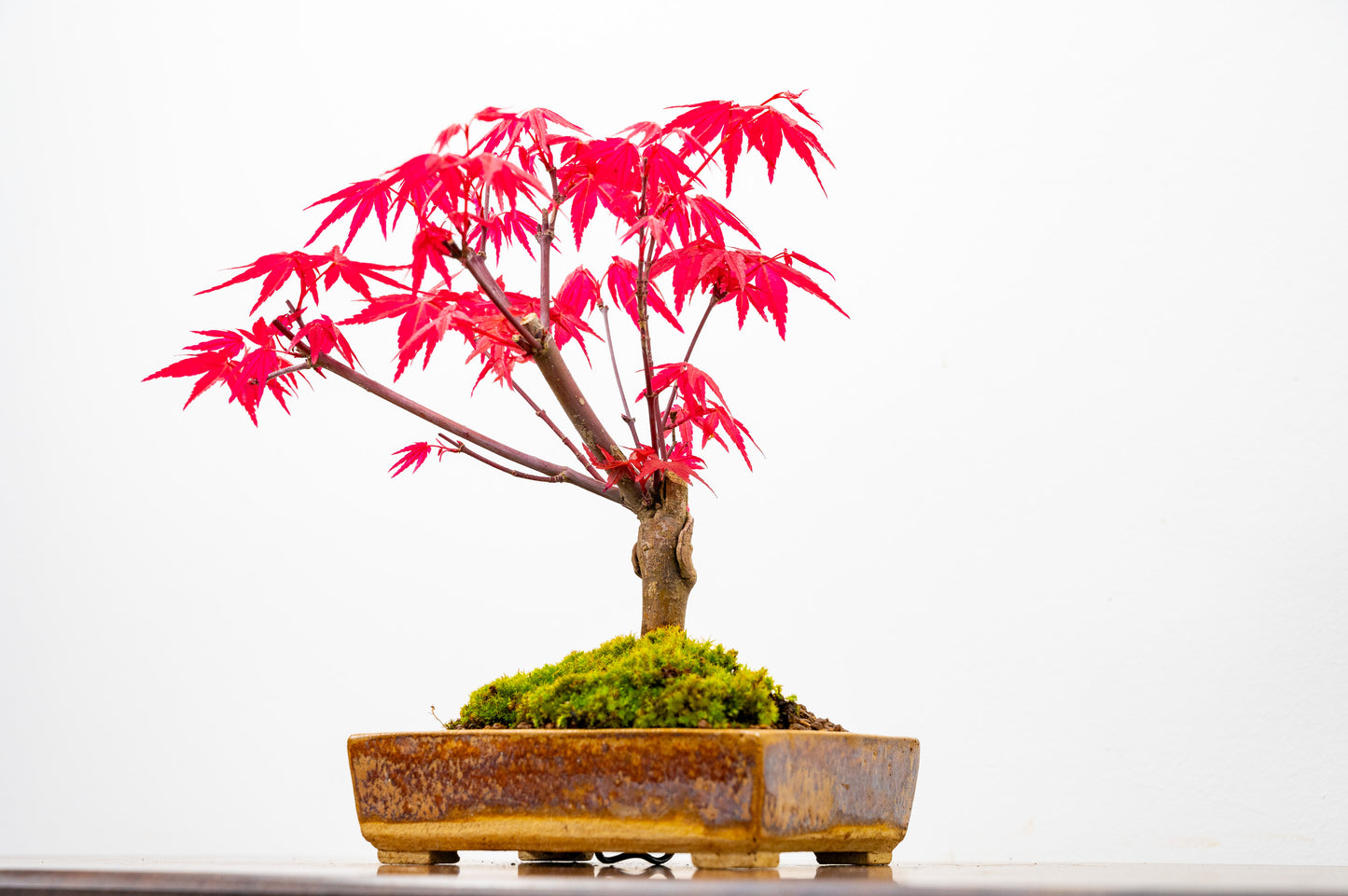 Deshojo Japanese Maple Bonsai