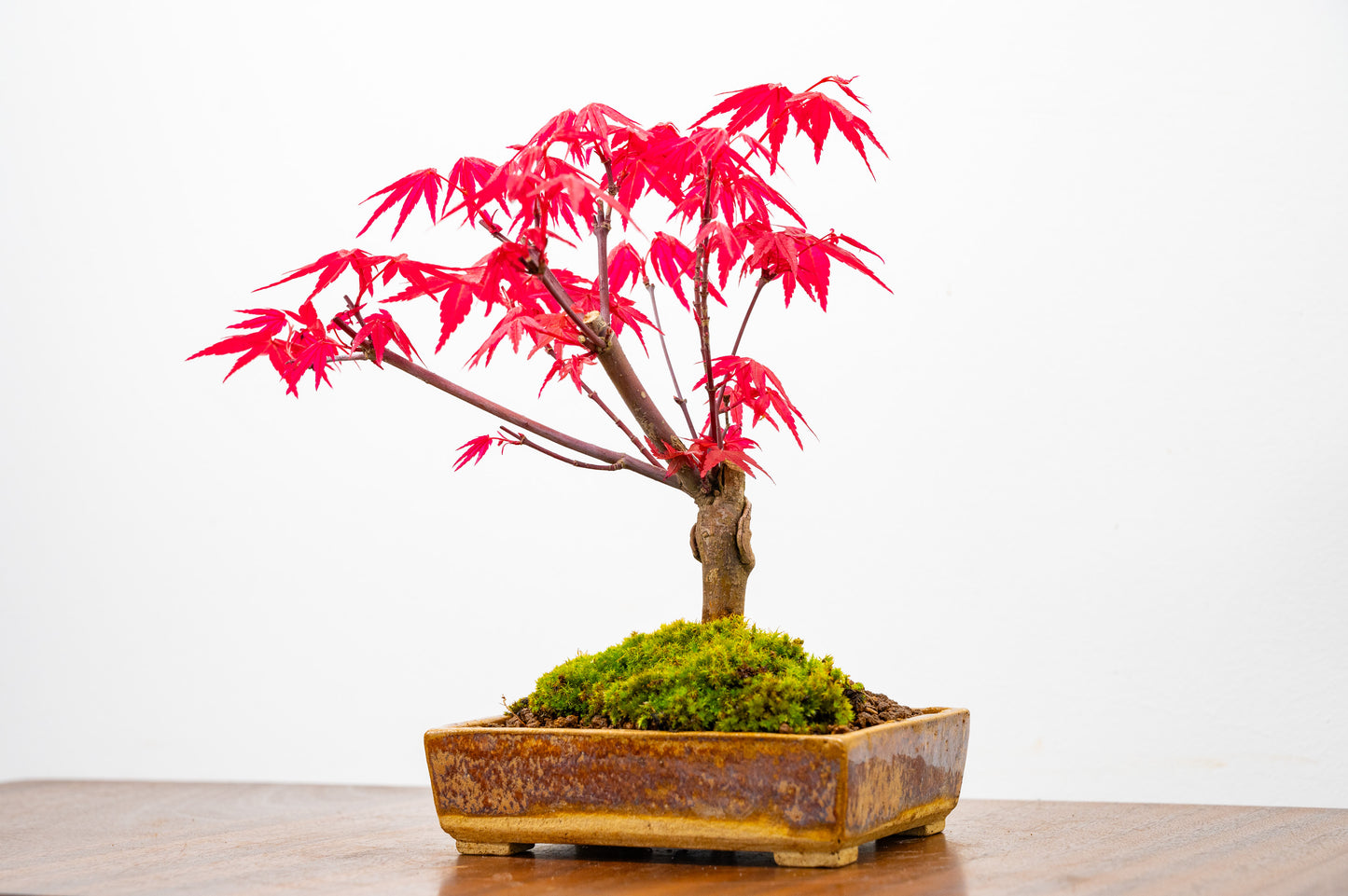 Deshojo Japanese Maple Bonsai