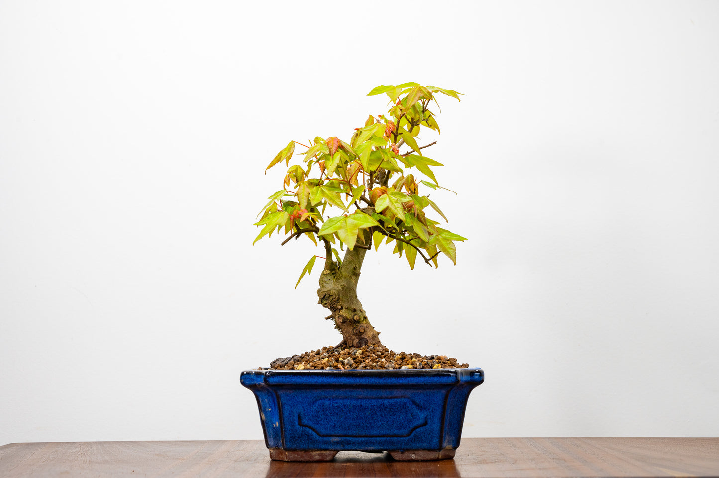 Trident Maple Bonsai