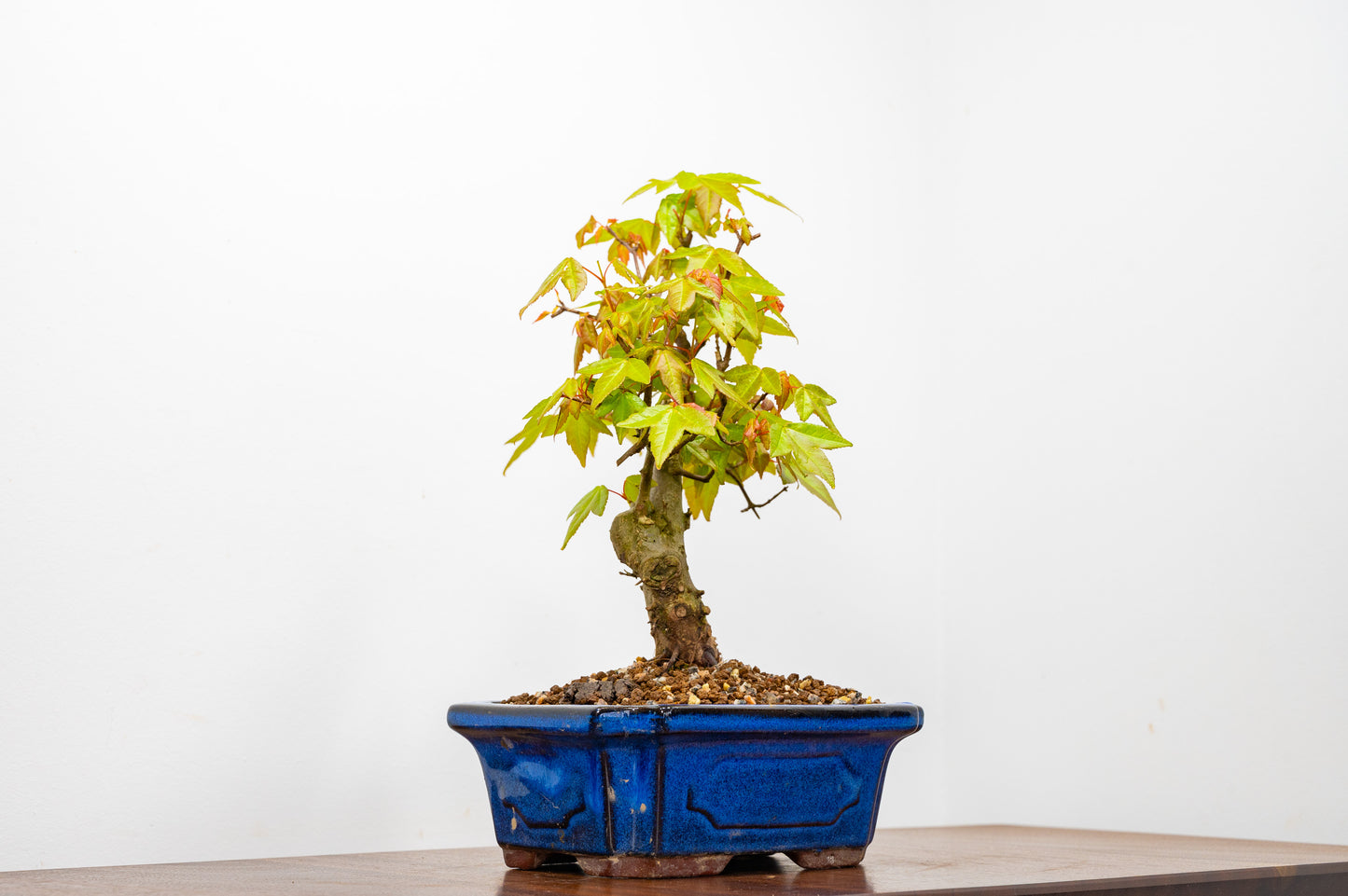 Trident Maple Bonsai