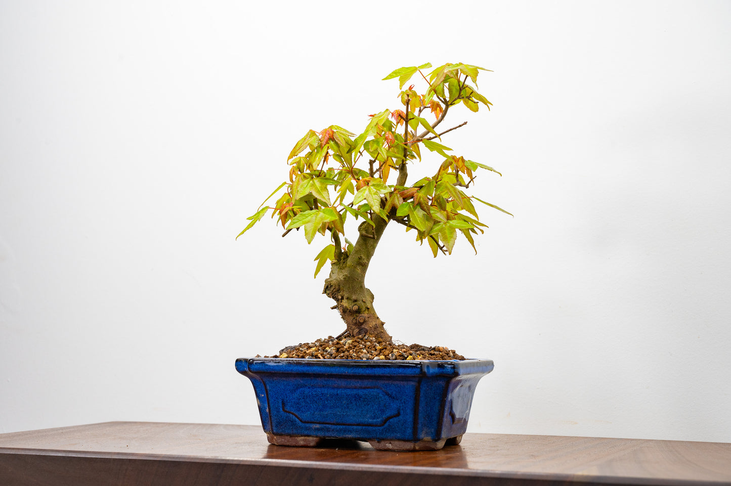 Trident Maple Bonsai