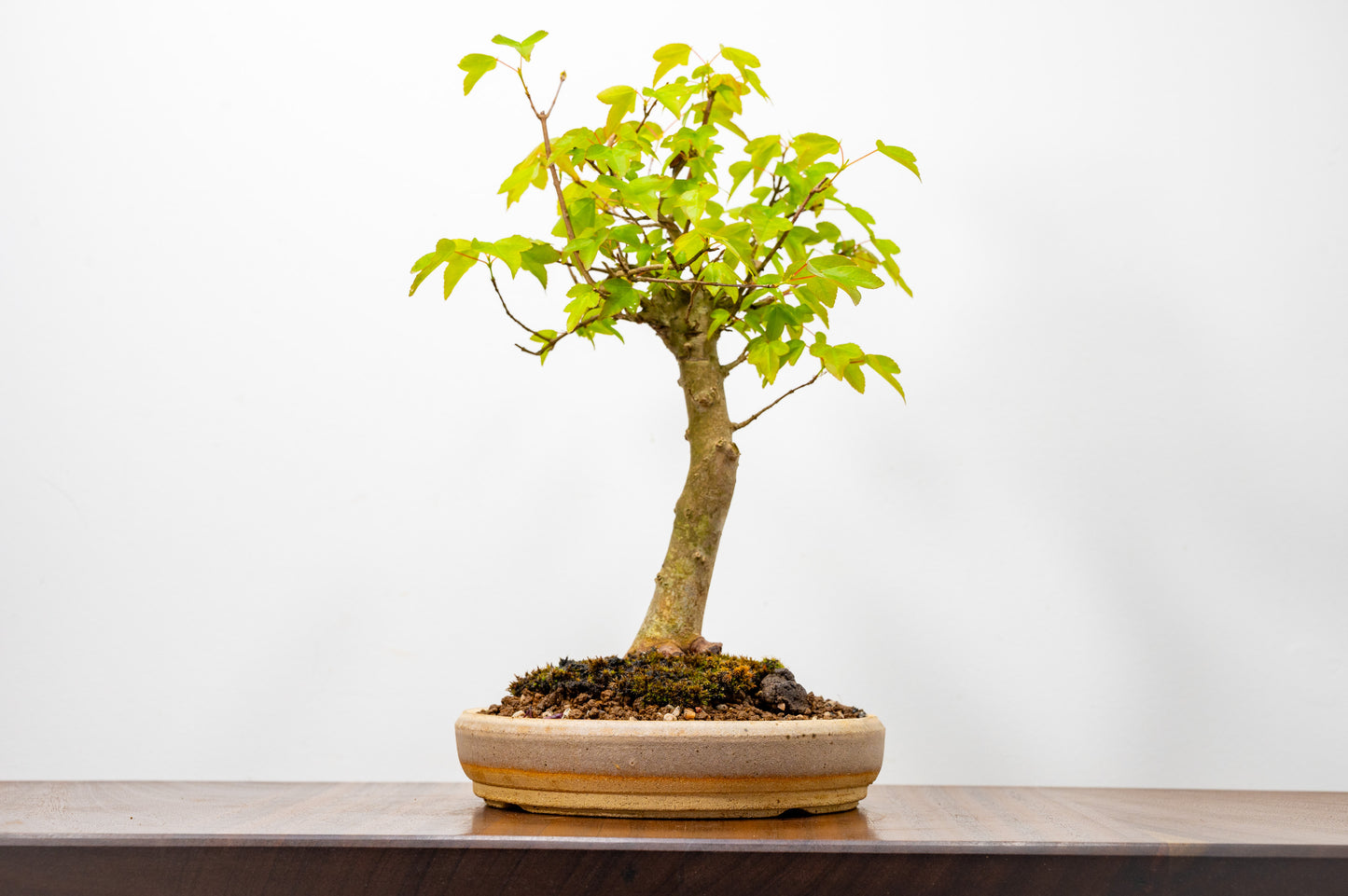 Trident Maple Bonsai