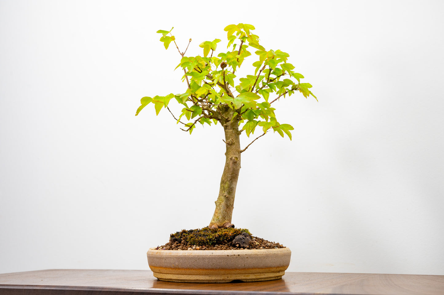 Trident Maple Bonsai