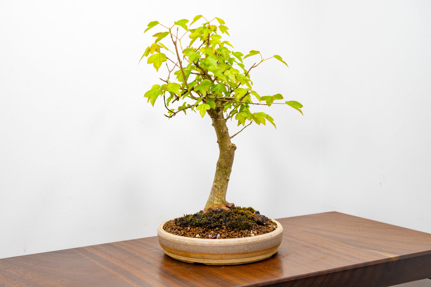 Trident Maple Bonsai