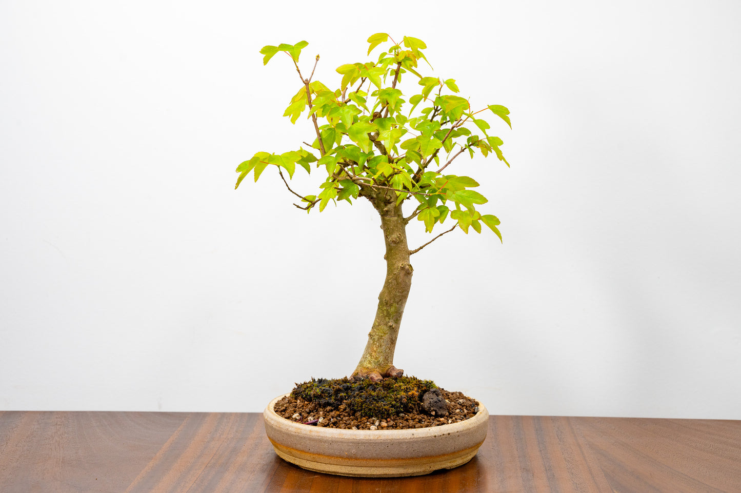 Trident Maple Bonsai