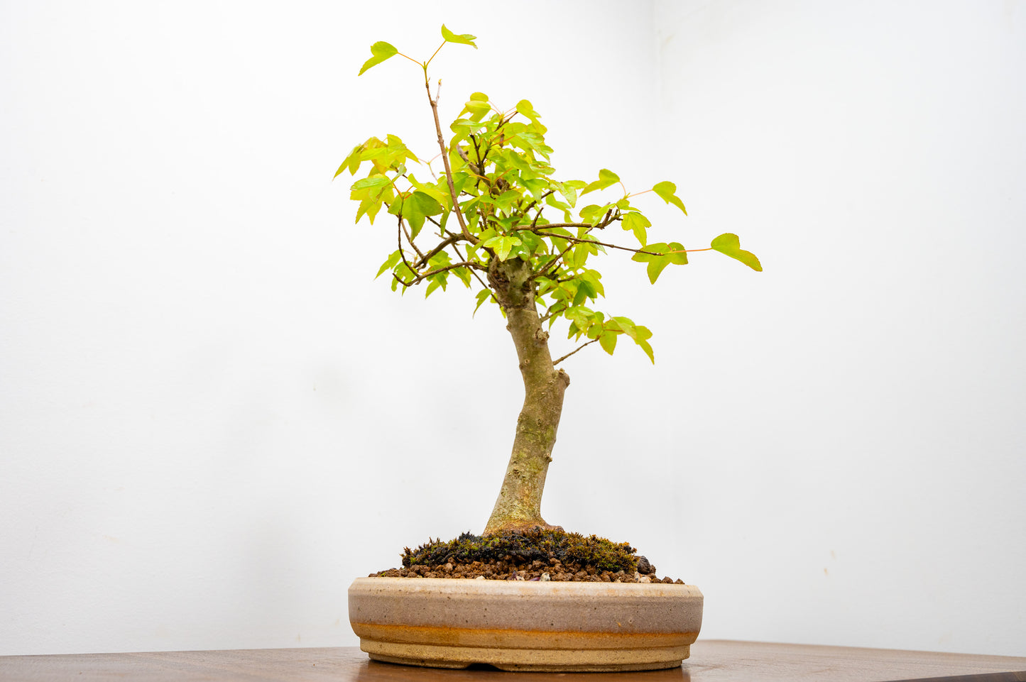 Trident Maple Bonsai