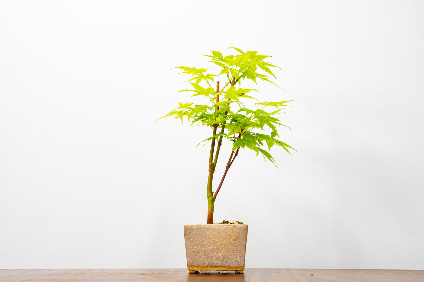 Japanese Maple Bonsai Starter Tree