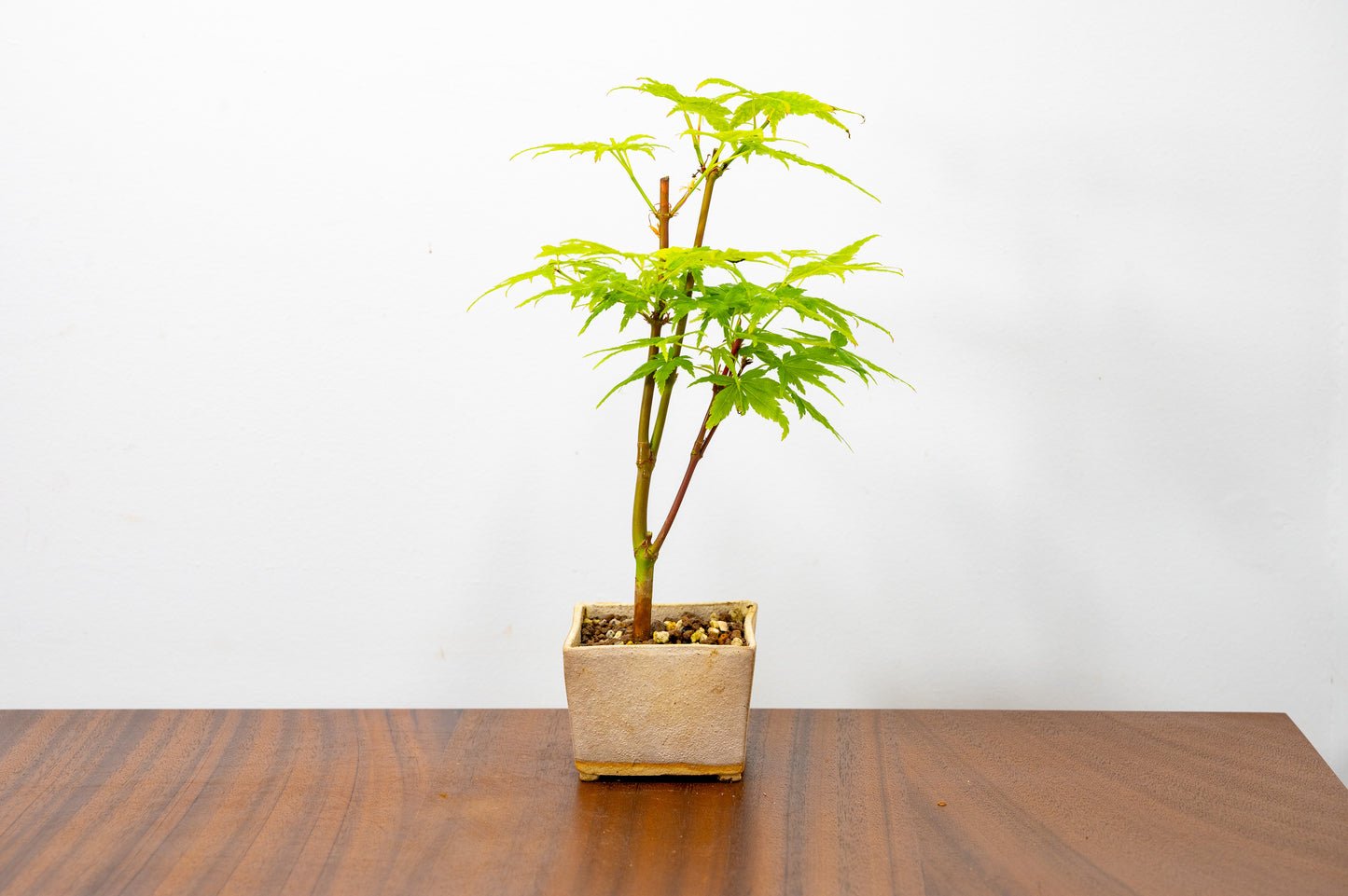 Japanese Maple Bonsai Starter Tree