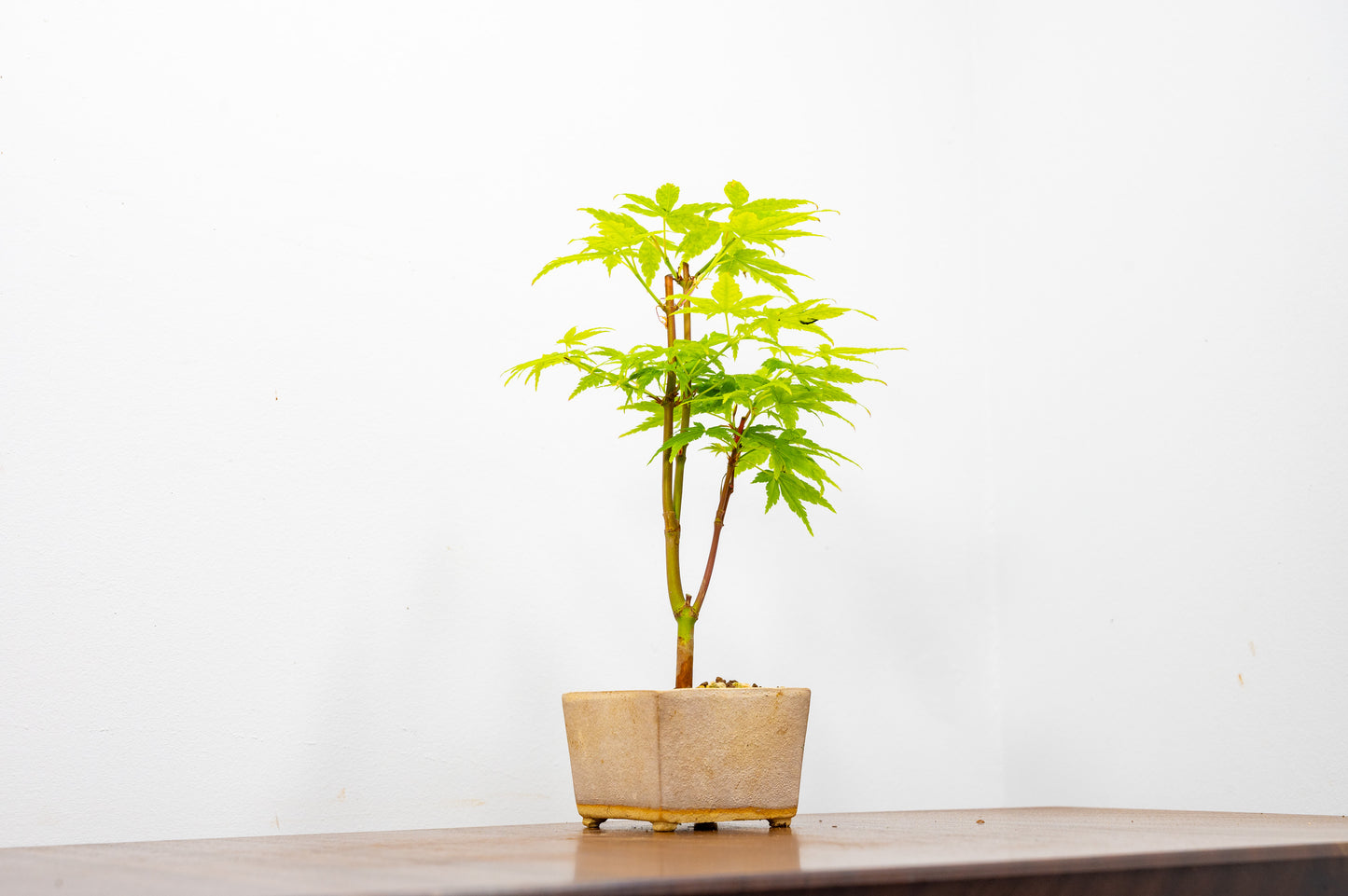 Japanese Maple Bonsai Starter Tree