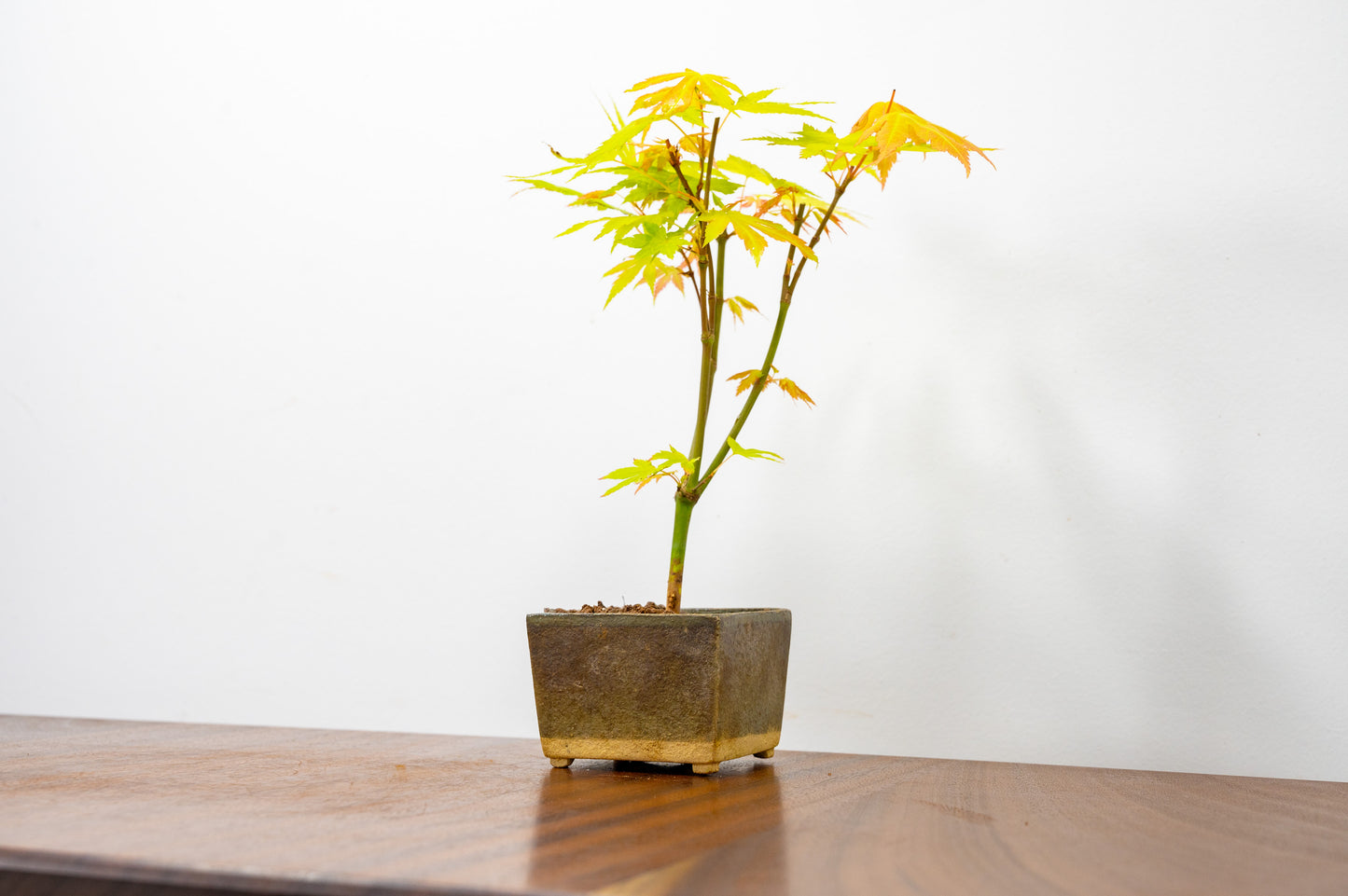 Japanese Maple Bonsai Starter Tree