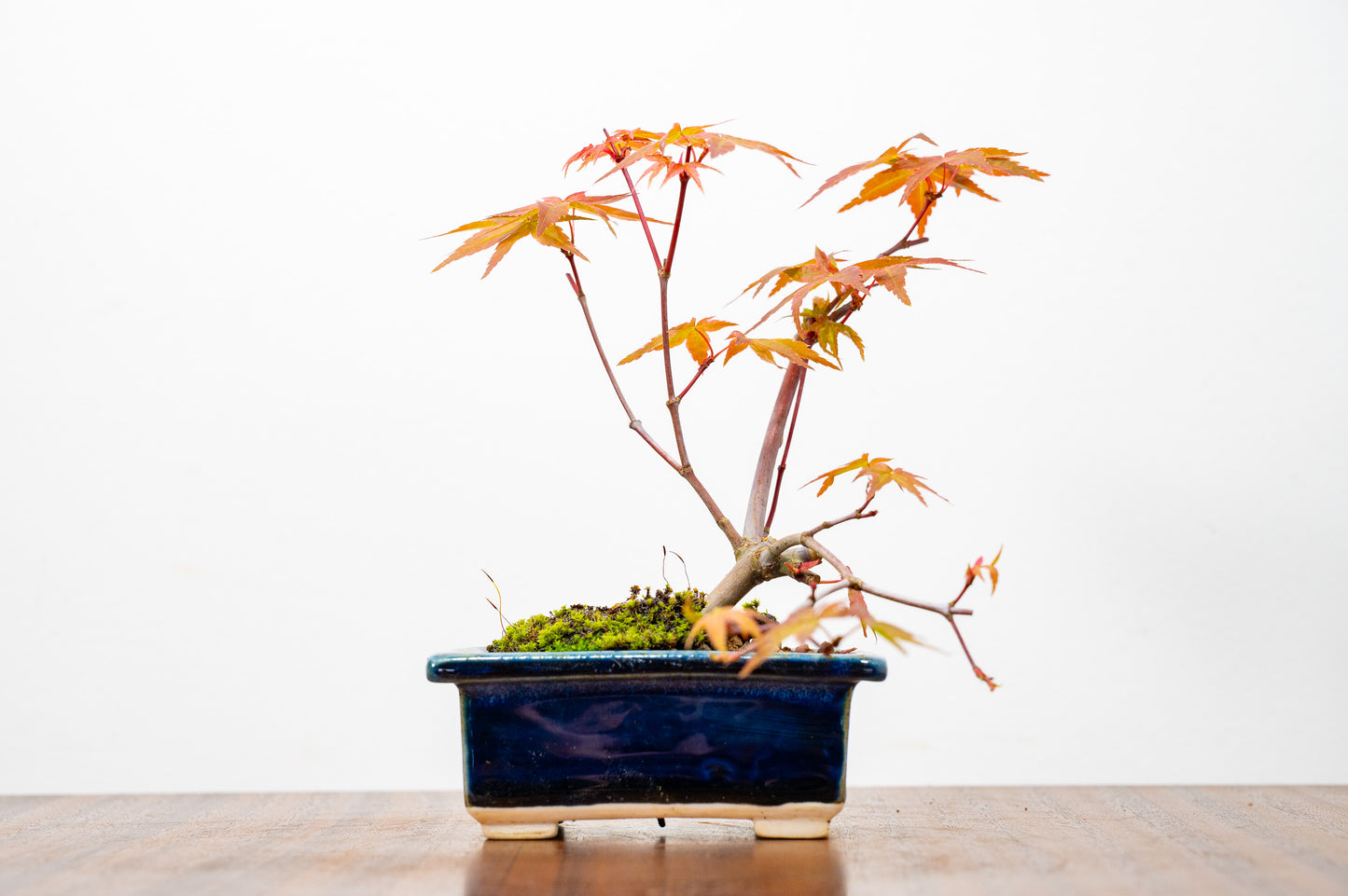 Deshojo Japanese Maple Bonsai