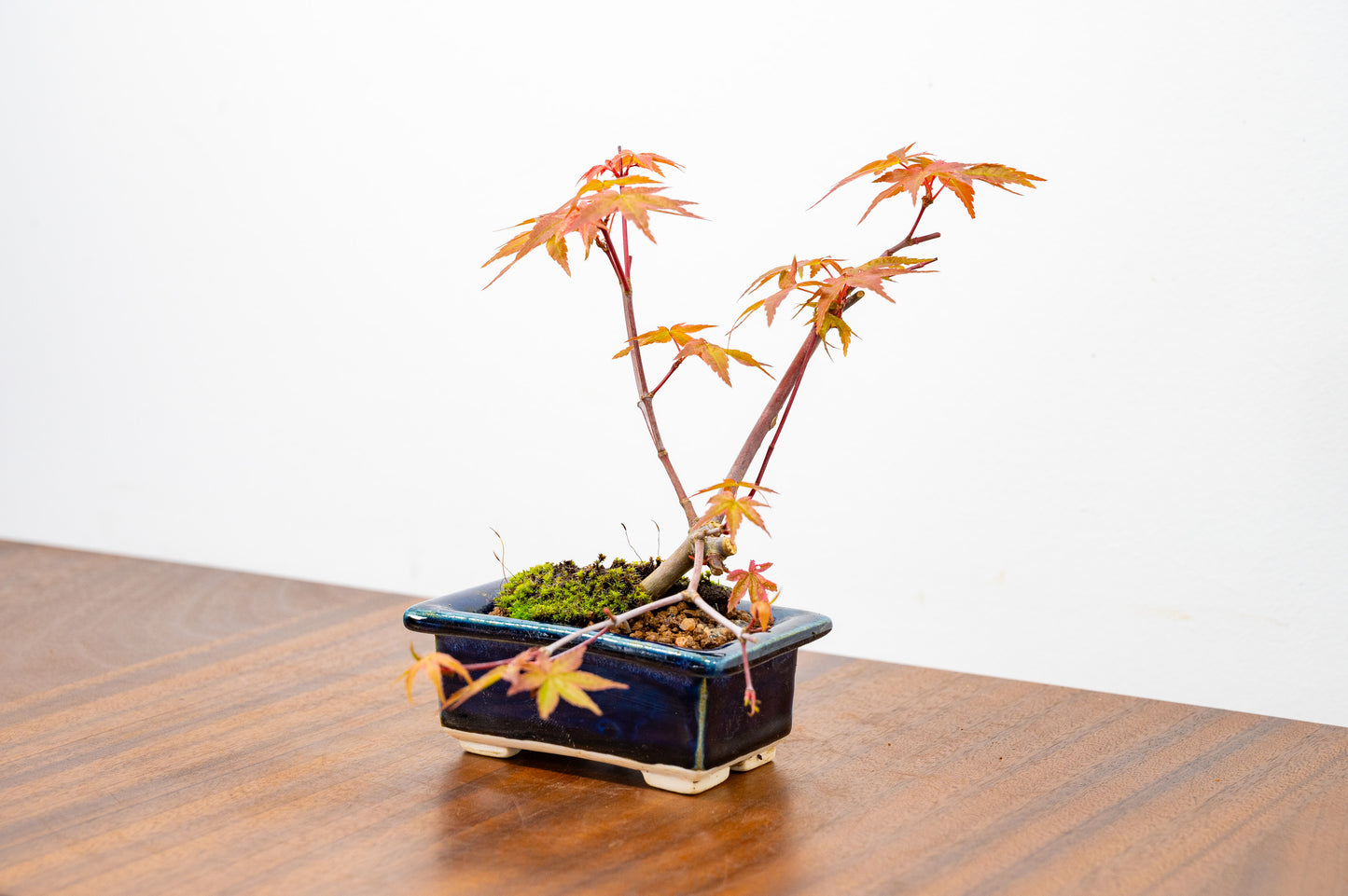 Deshojo Japanese Maple Bonsai