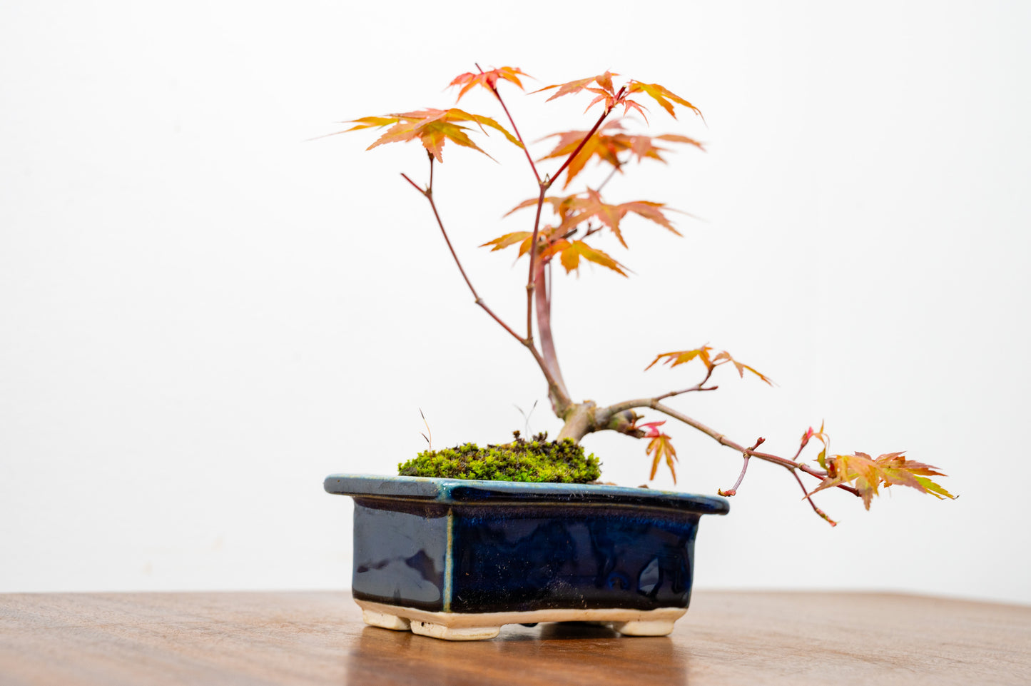 Deshojo Japanese Maple Bonsai