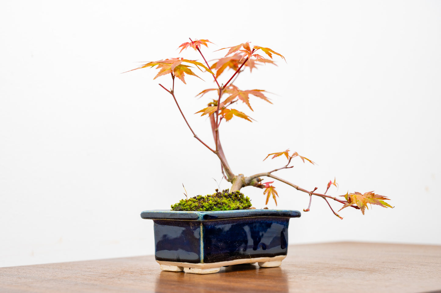 Deshojo Japanese Maple Bonsai