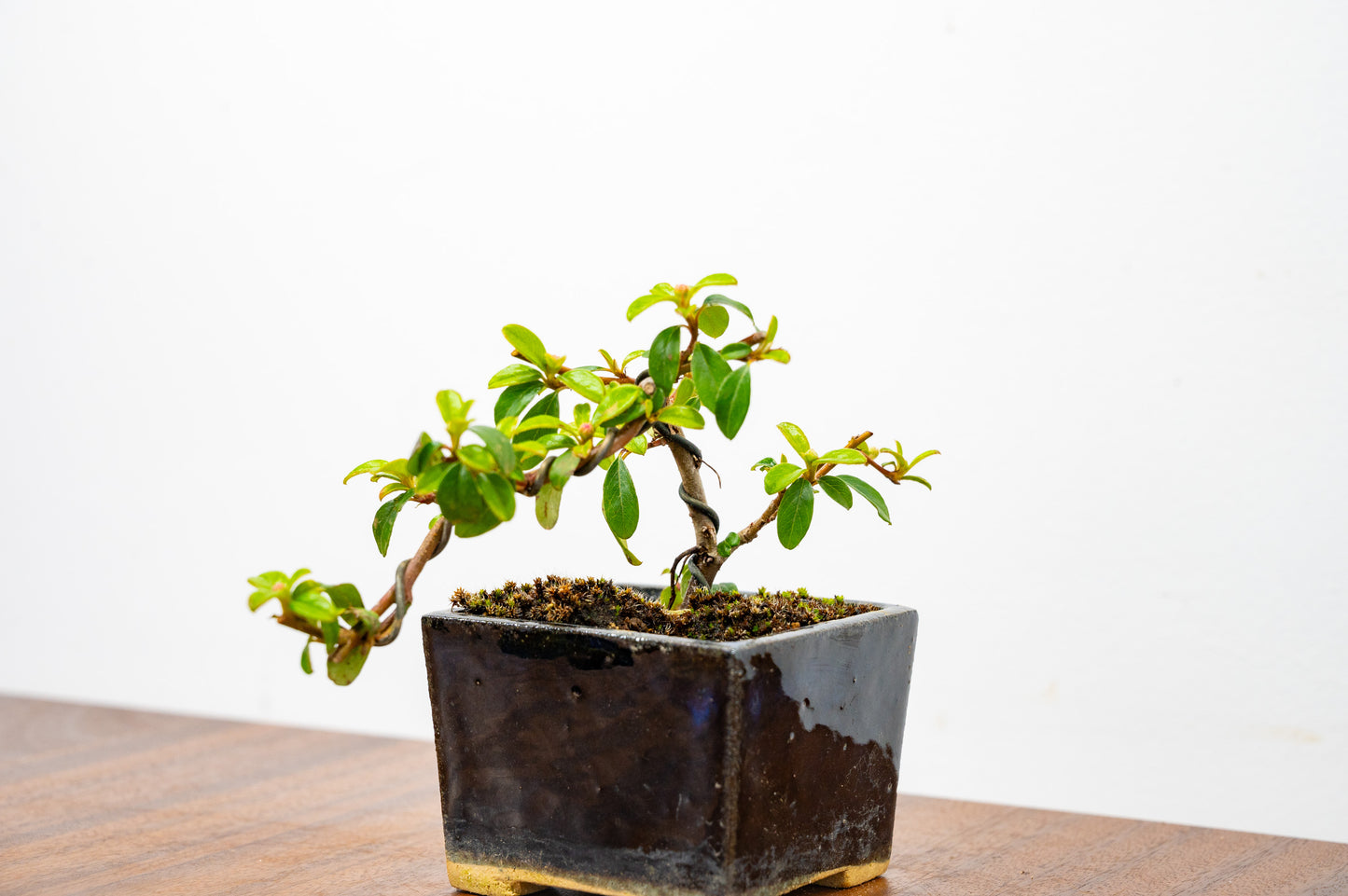 Cotoneaster Bonsai Tree