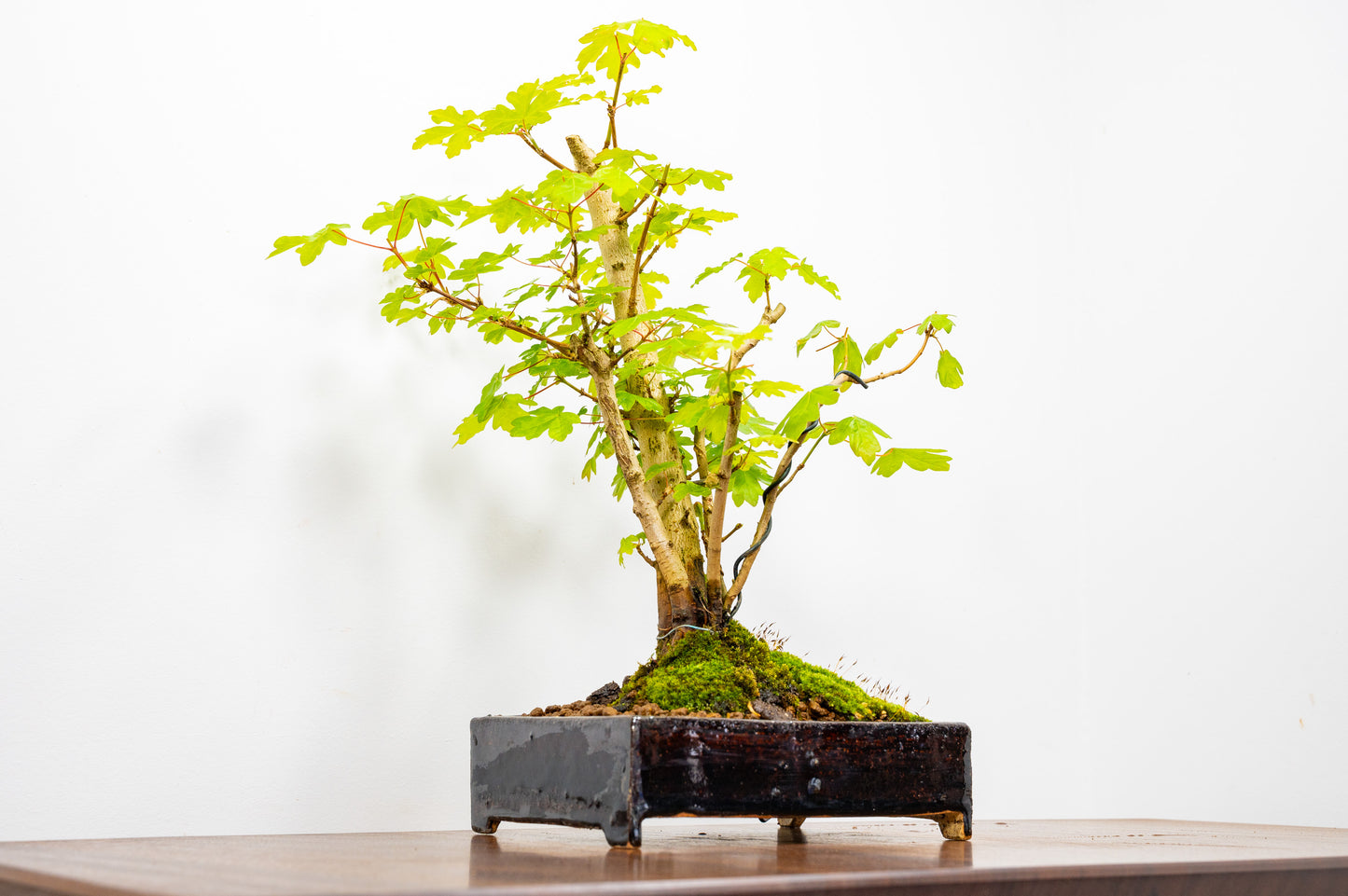 Field Maple 'Clump Style' Bonsai