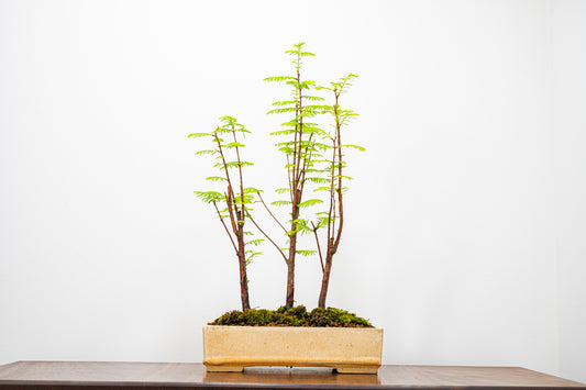 Dawn Redwood Bonsai 3 Tree Group