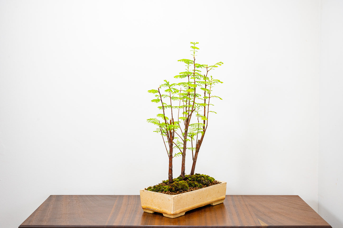 Dawn Redwood Bonsai 3 Tree Group