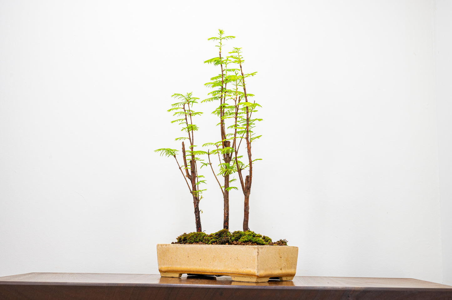 Dawn Redwood Bonsai 3 Tree Group