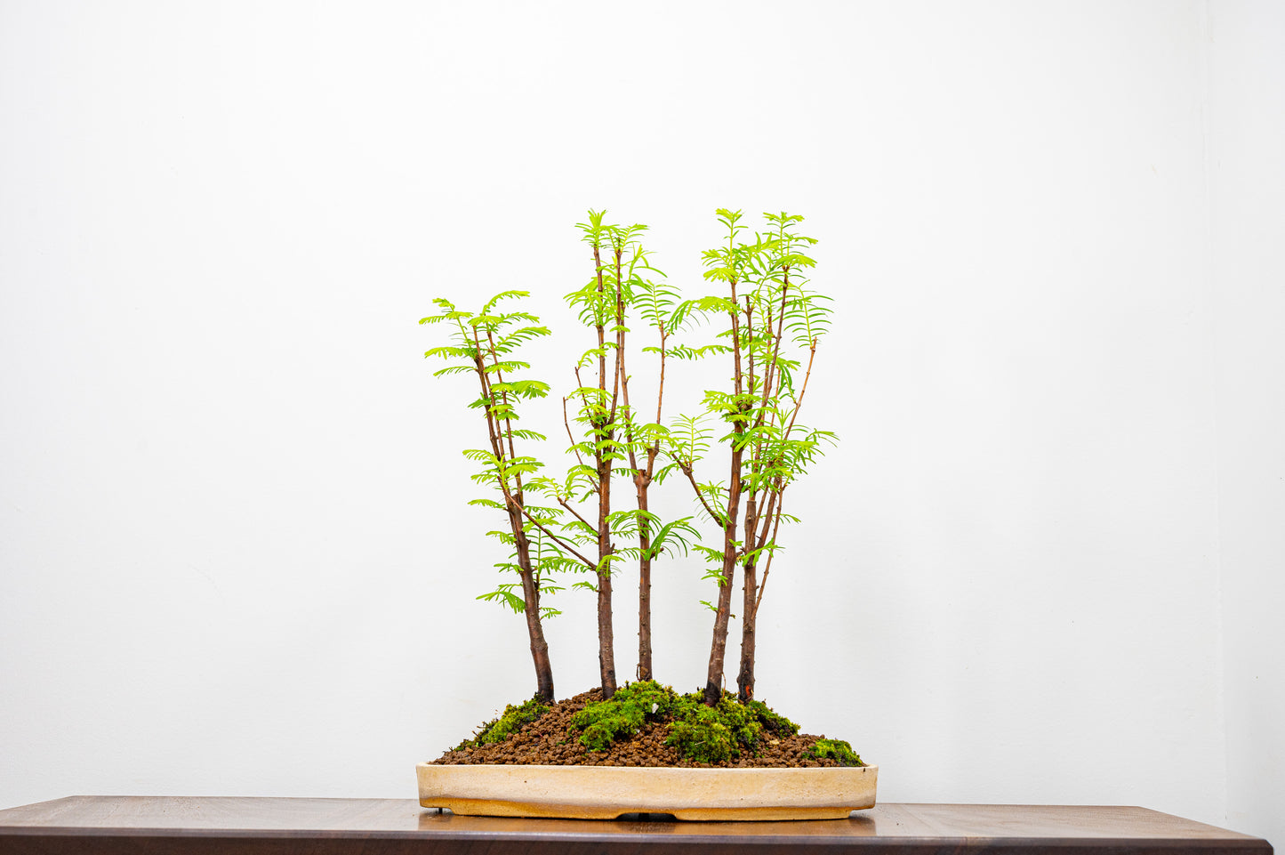 Dawn Redwood Bonsai 5 Tree Group