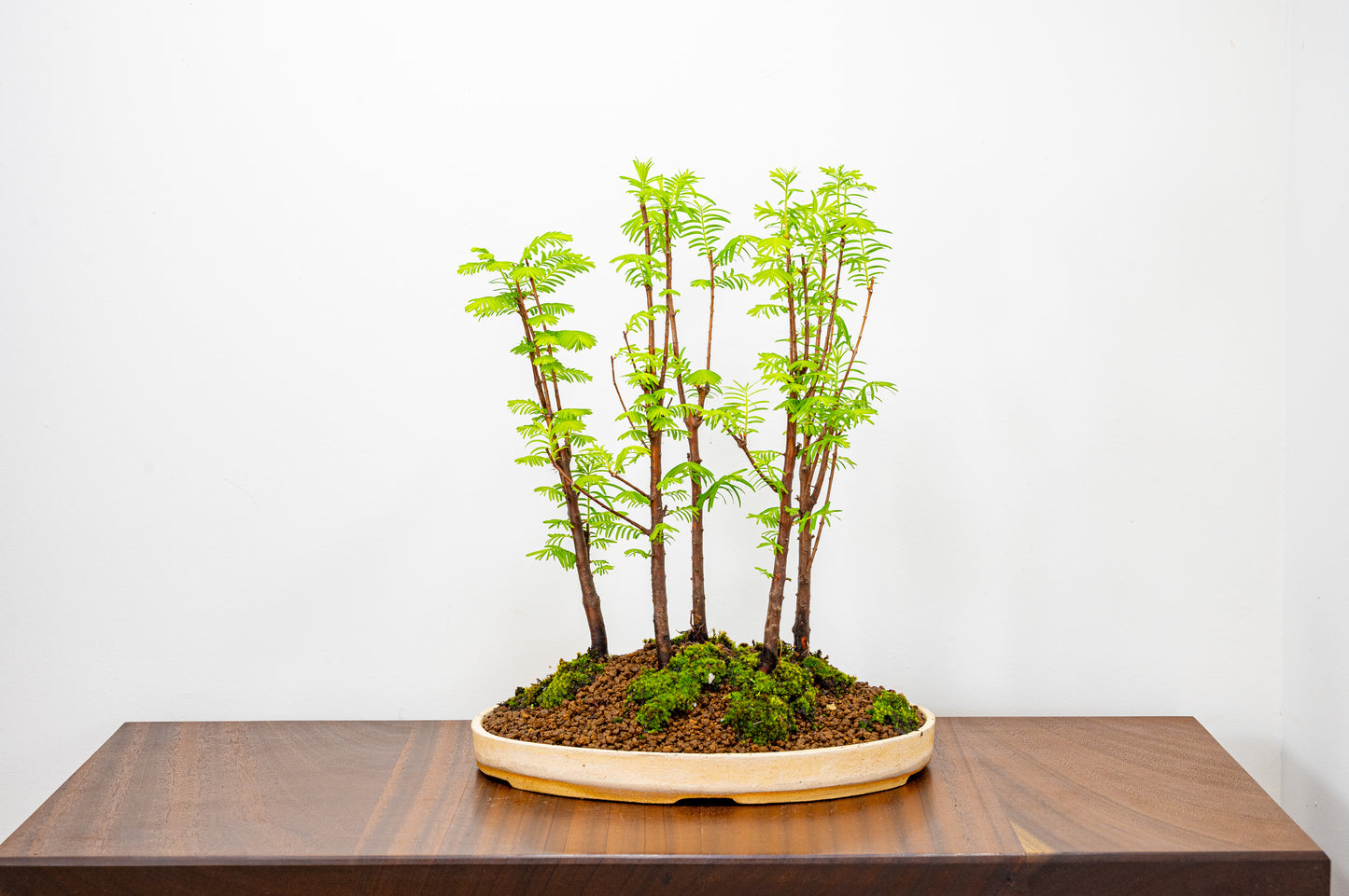 Dawn Redwood Bonsai 5 Tree Group