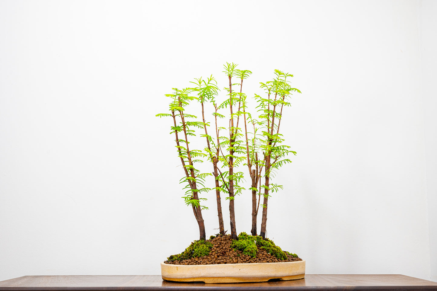 Dawn Redwood Bonsai 5 Tree Group