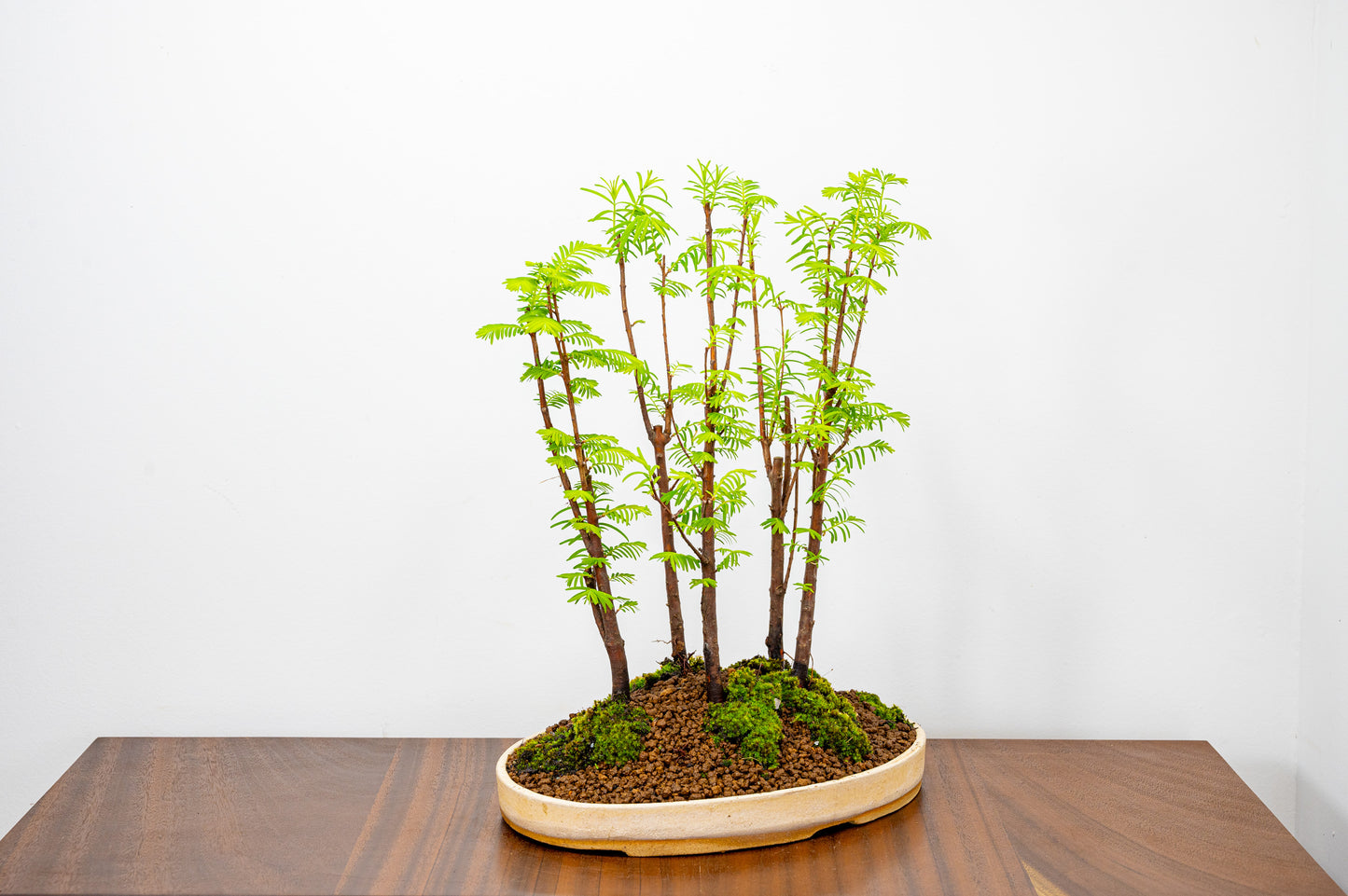 Dawn Redwood Bonsai 5 Tree Group